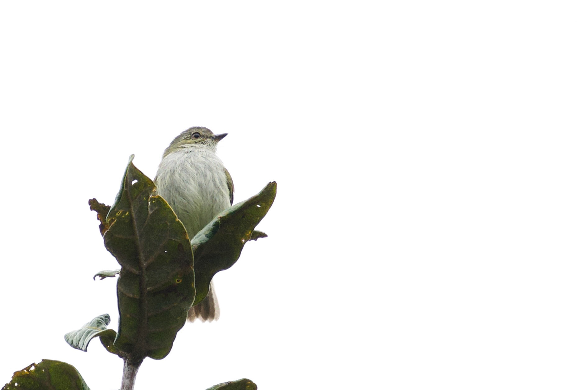 Mistletoe Tyrannulet