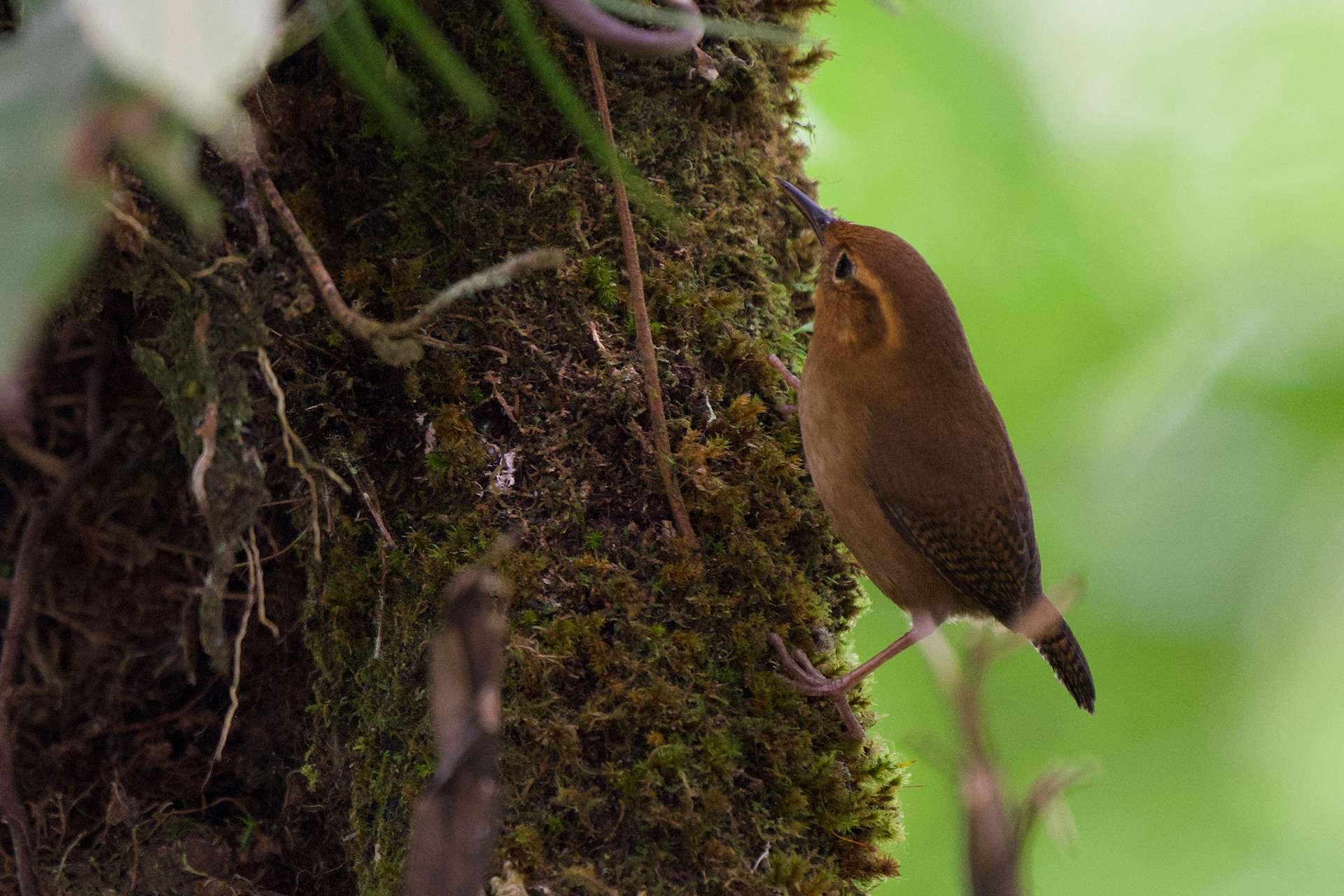 Ochraceous Wren