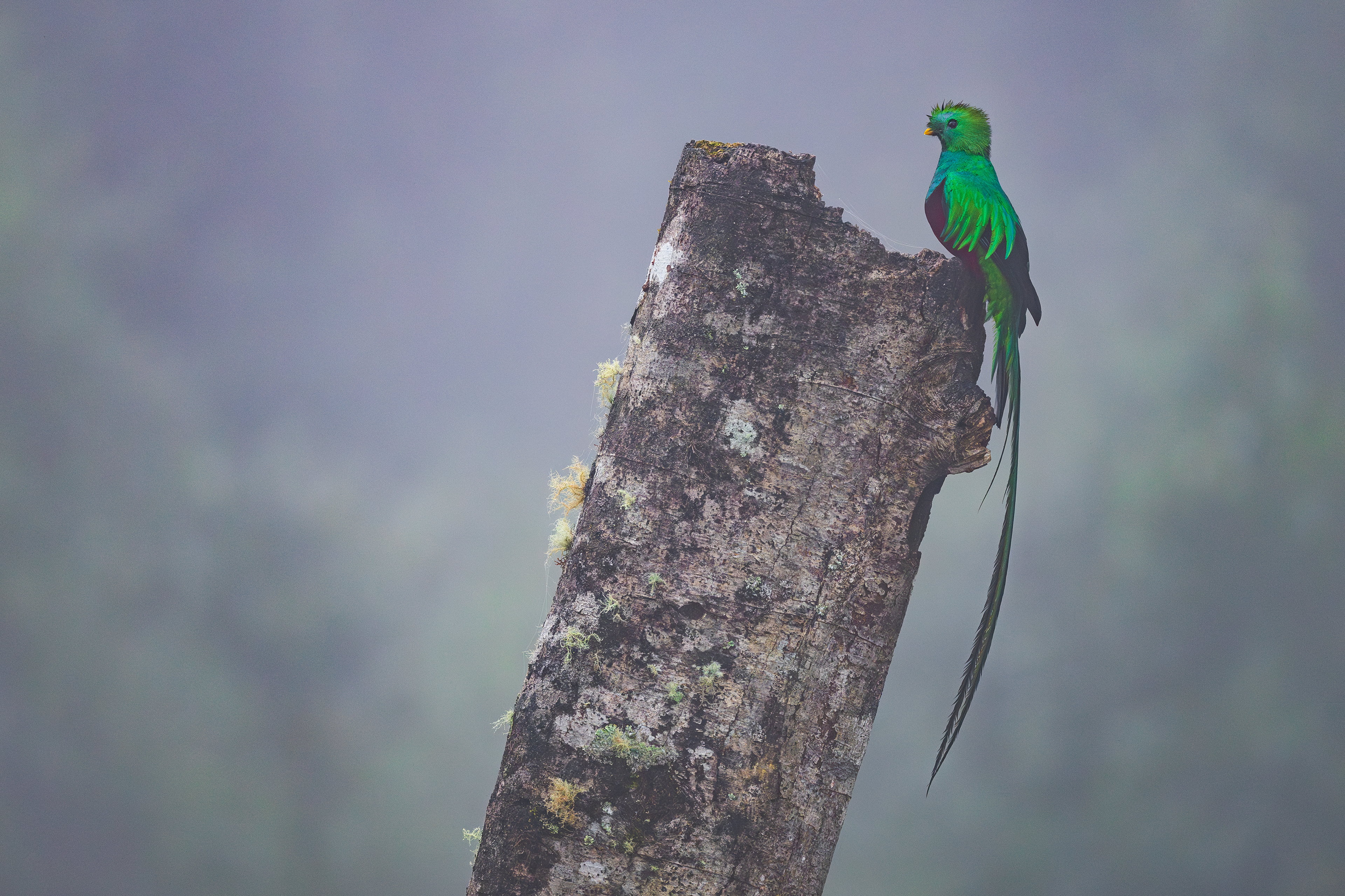 Resplendent Quetzal
