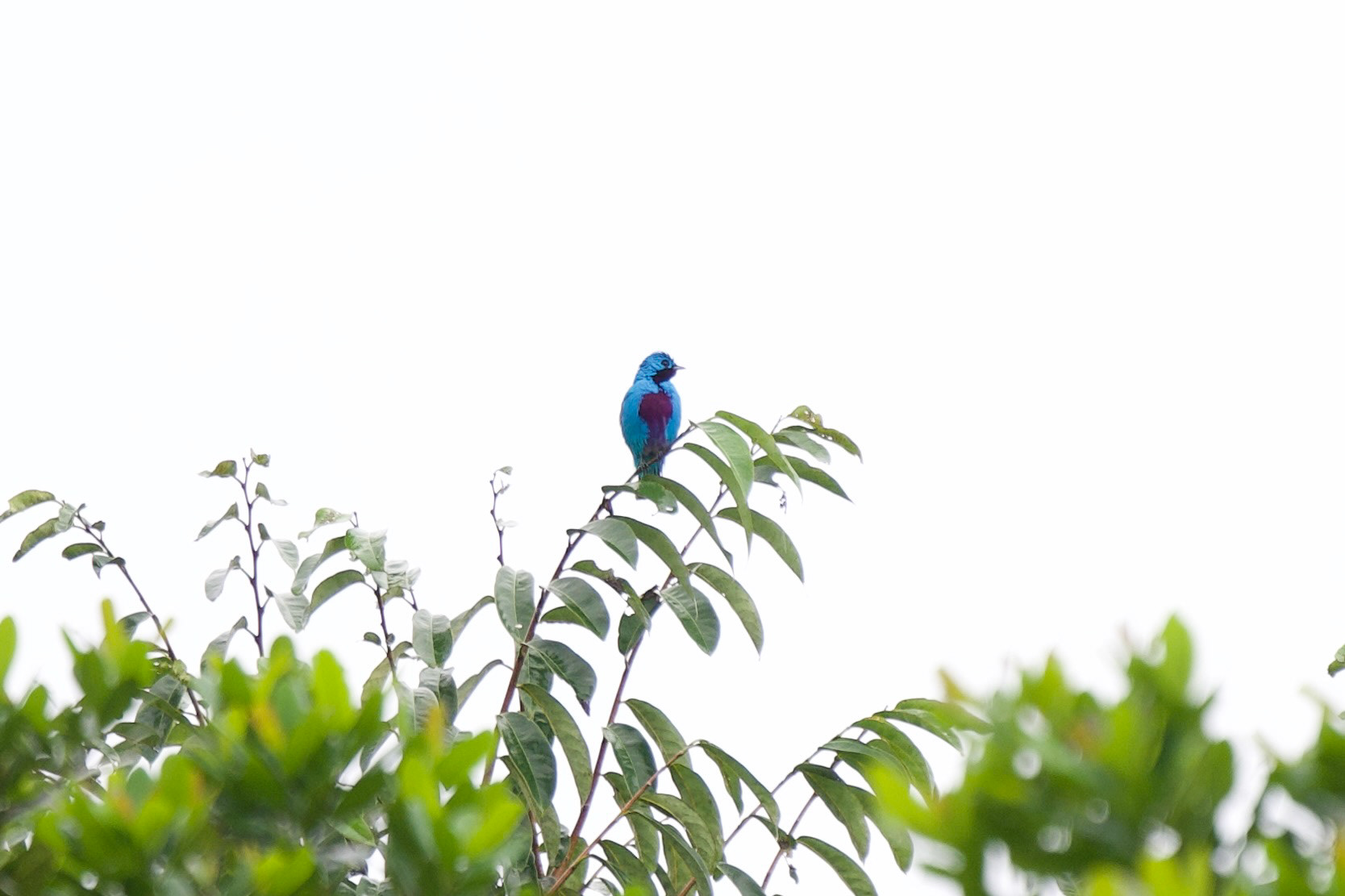 Turquoise Cotinga