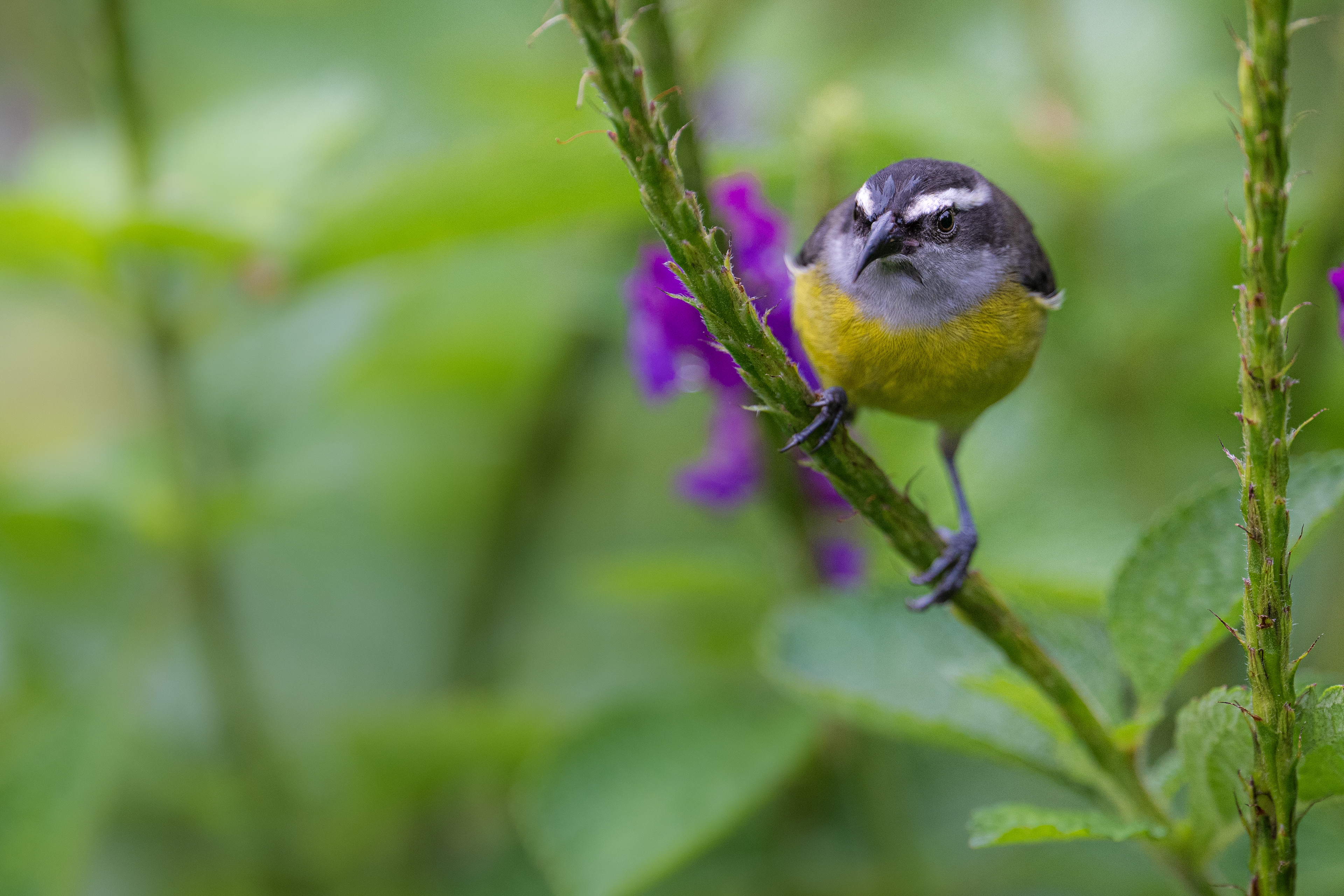 Bananaquit