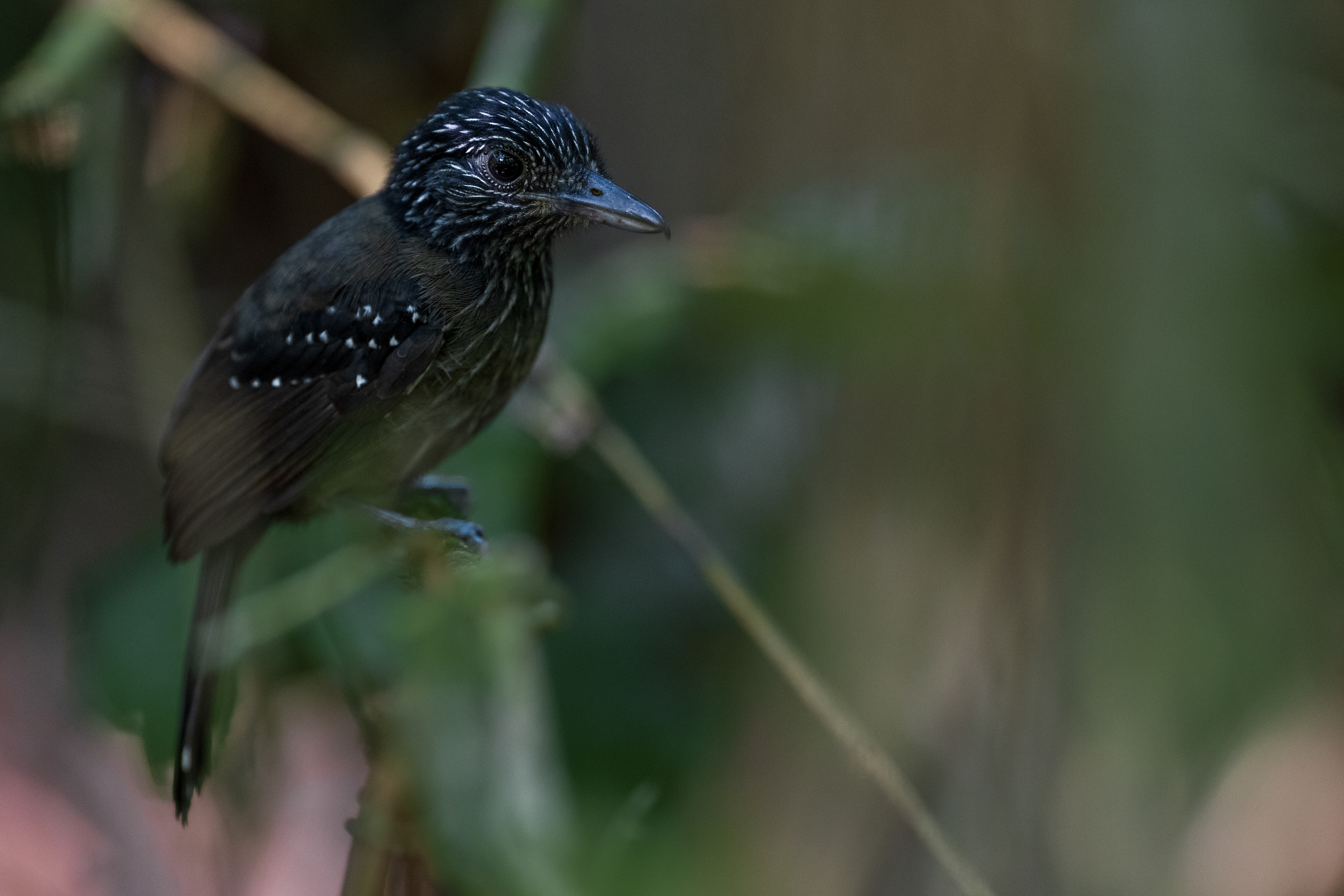 Black-hooded Antshrike