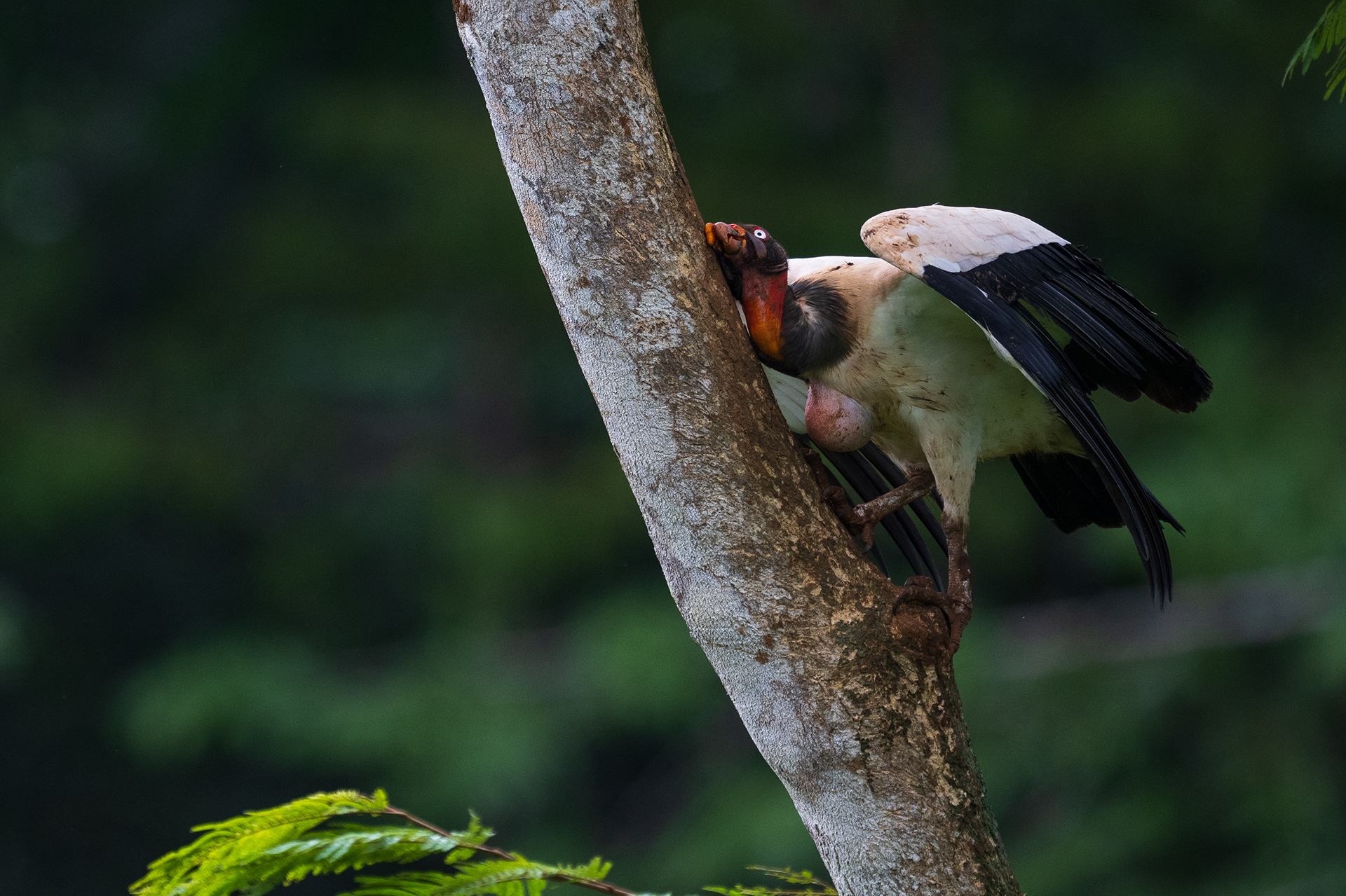 King Vulture