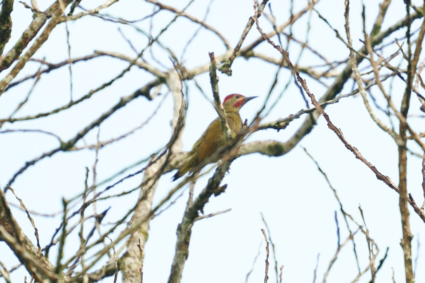 Golden-olive Woodpecker