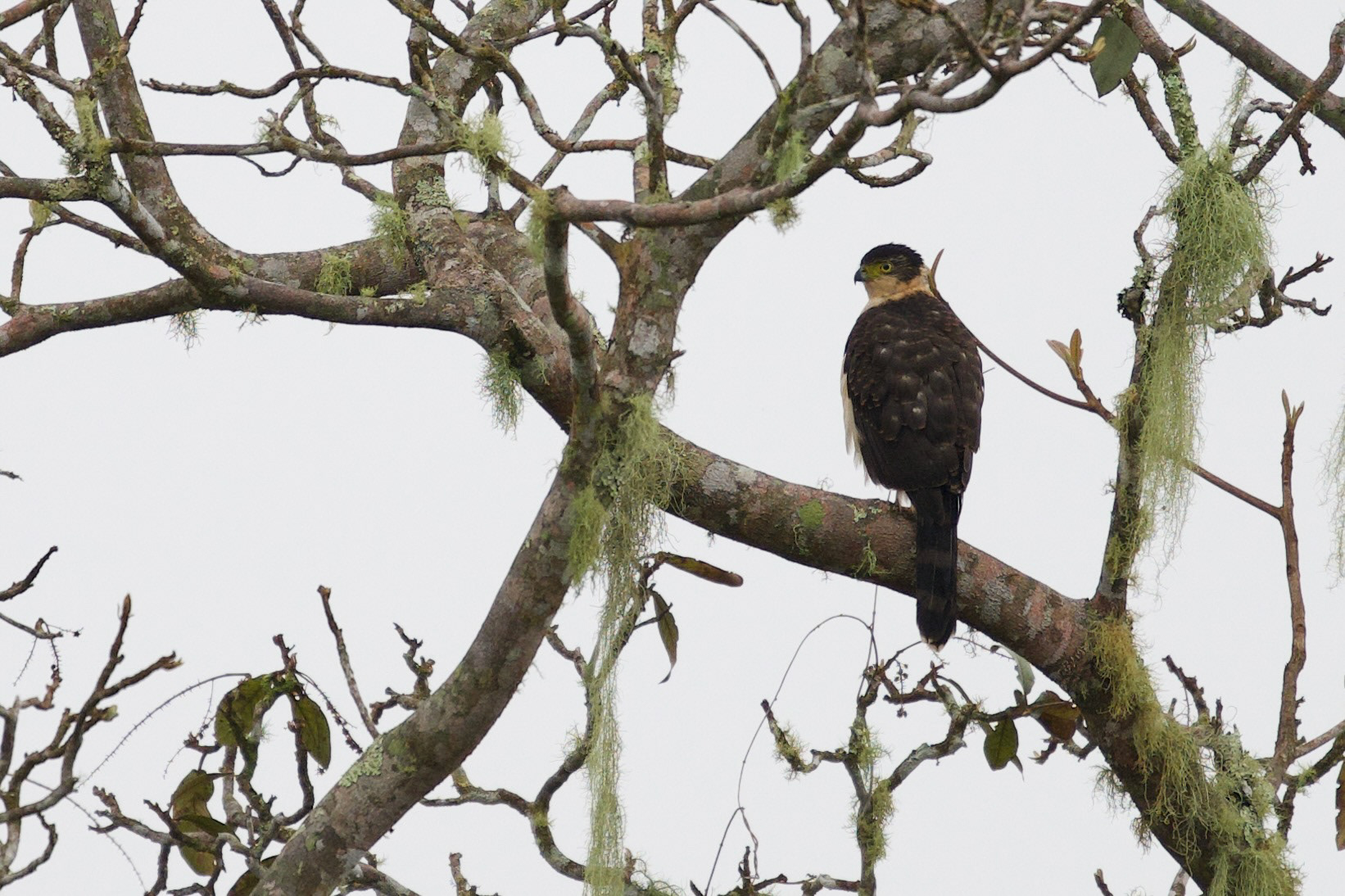 Bicolored Hawk