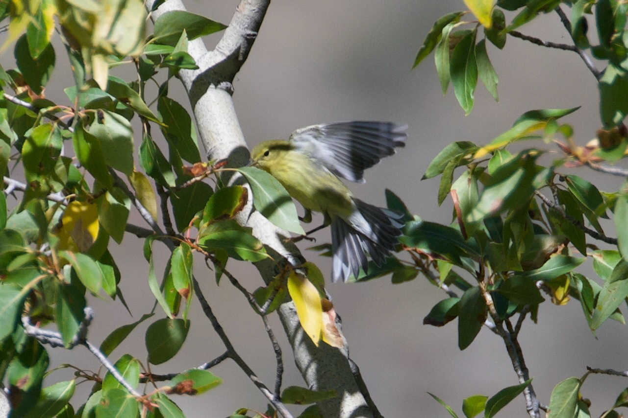 Blackpoll Warbler, first of fall for the state.