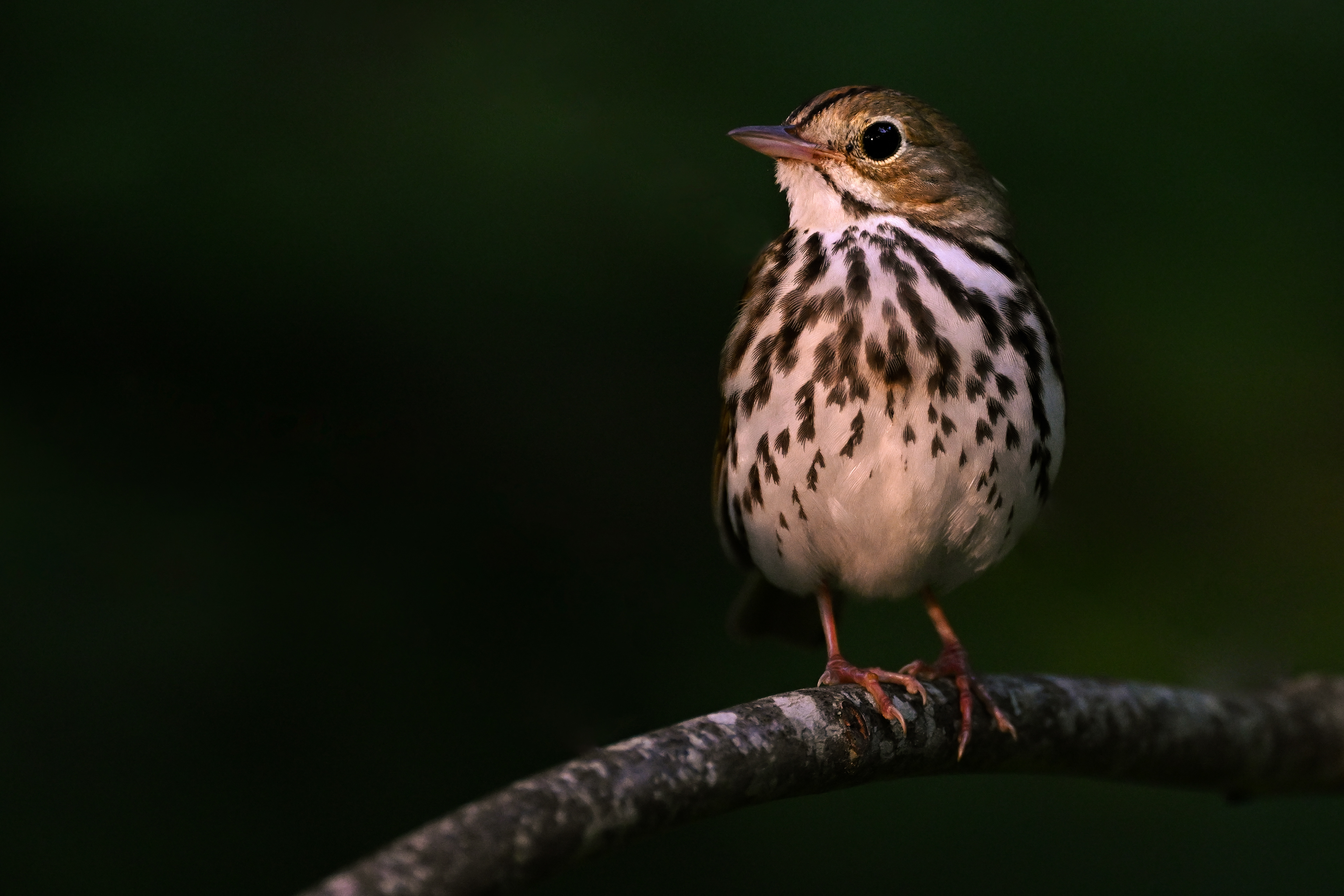 Notice where the bird is sitting on this branch here? Take a look at the bottom right caption.