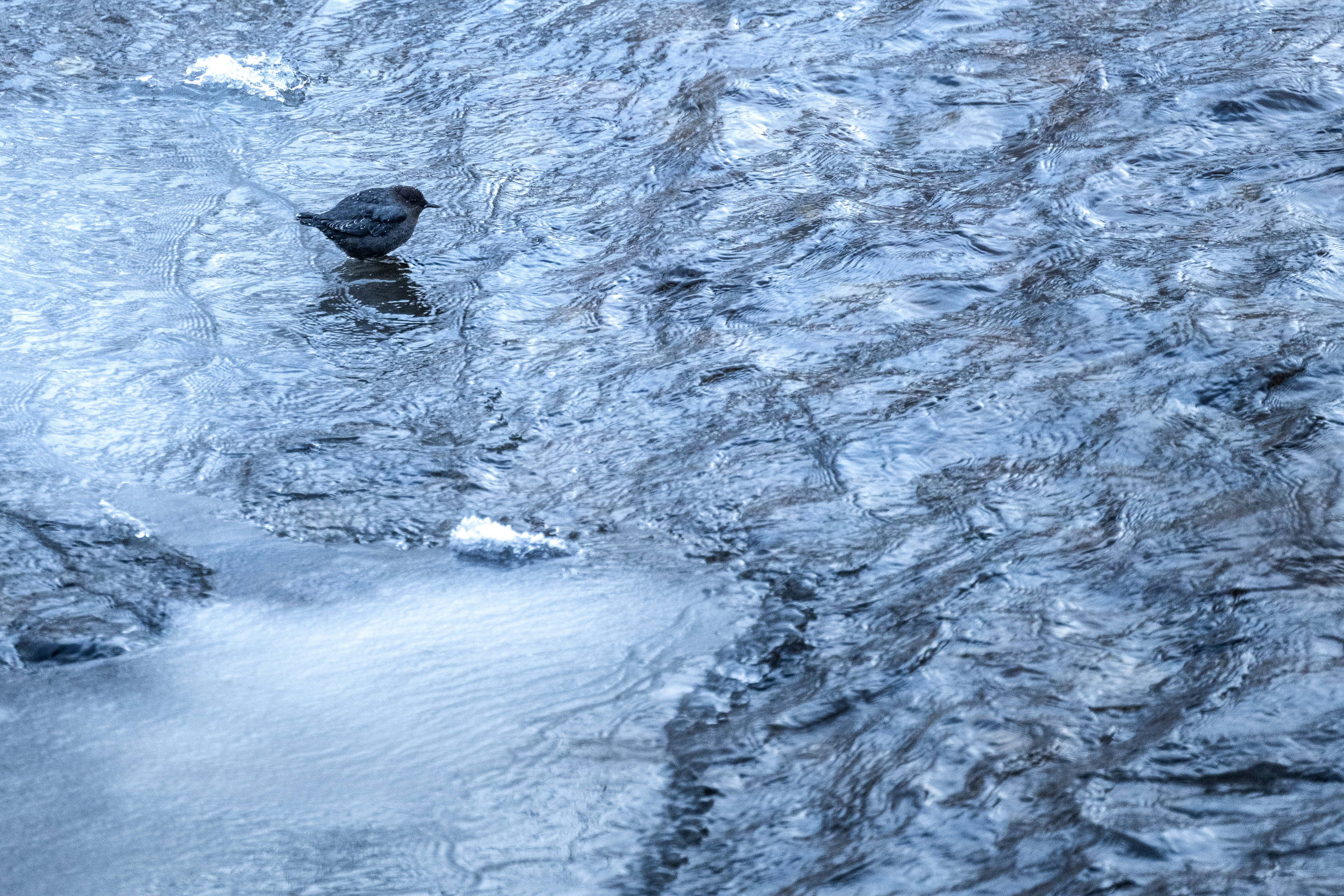 American Dipper