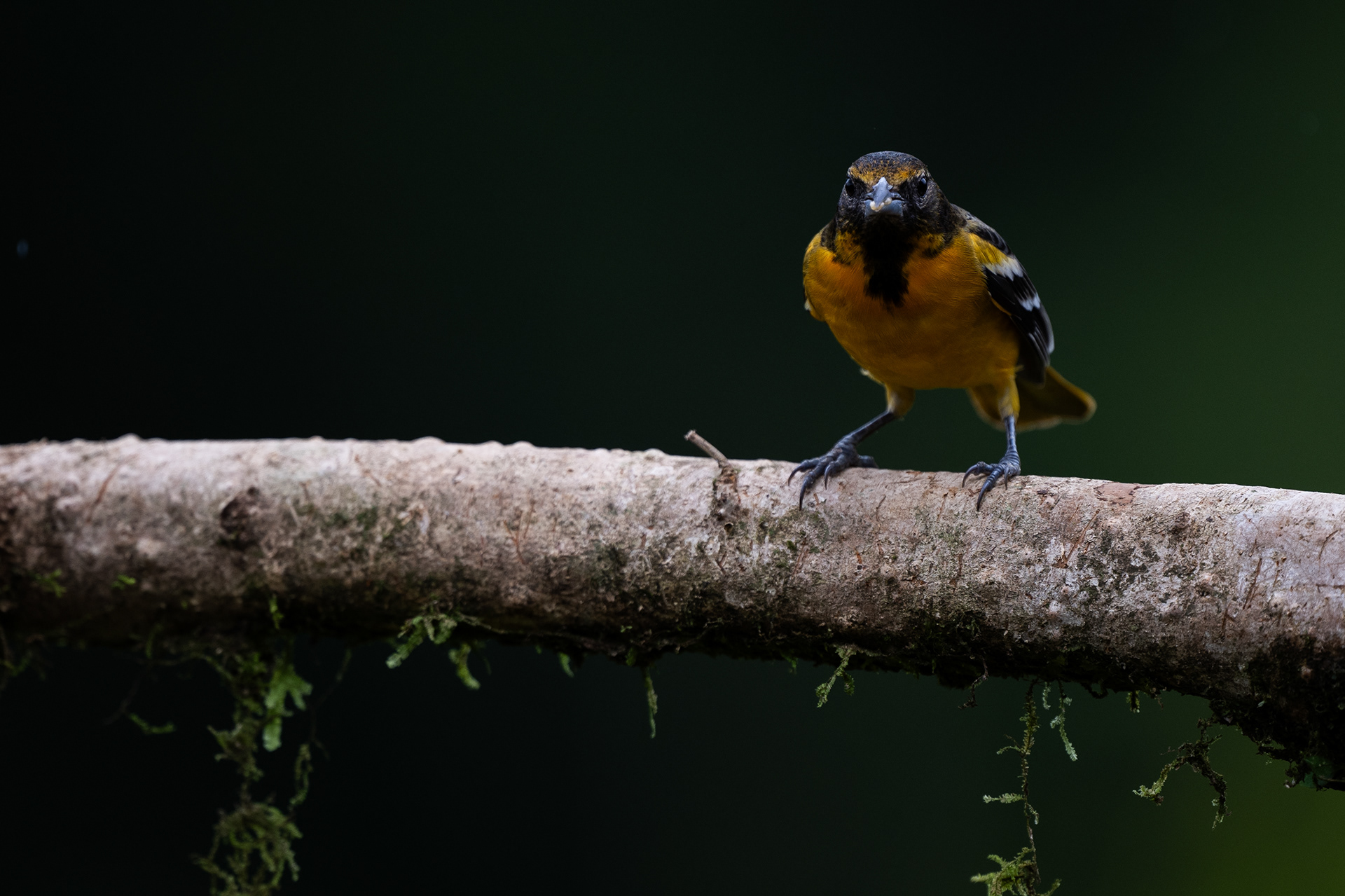 Baltimore x Bullock's Oriole
