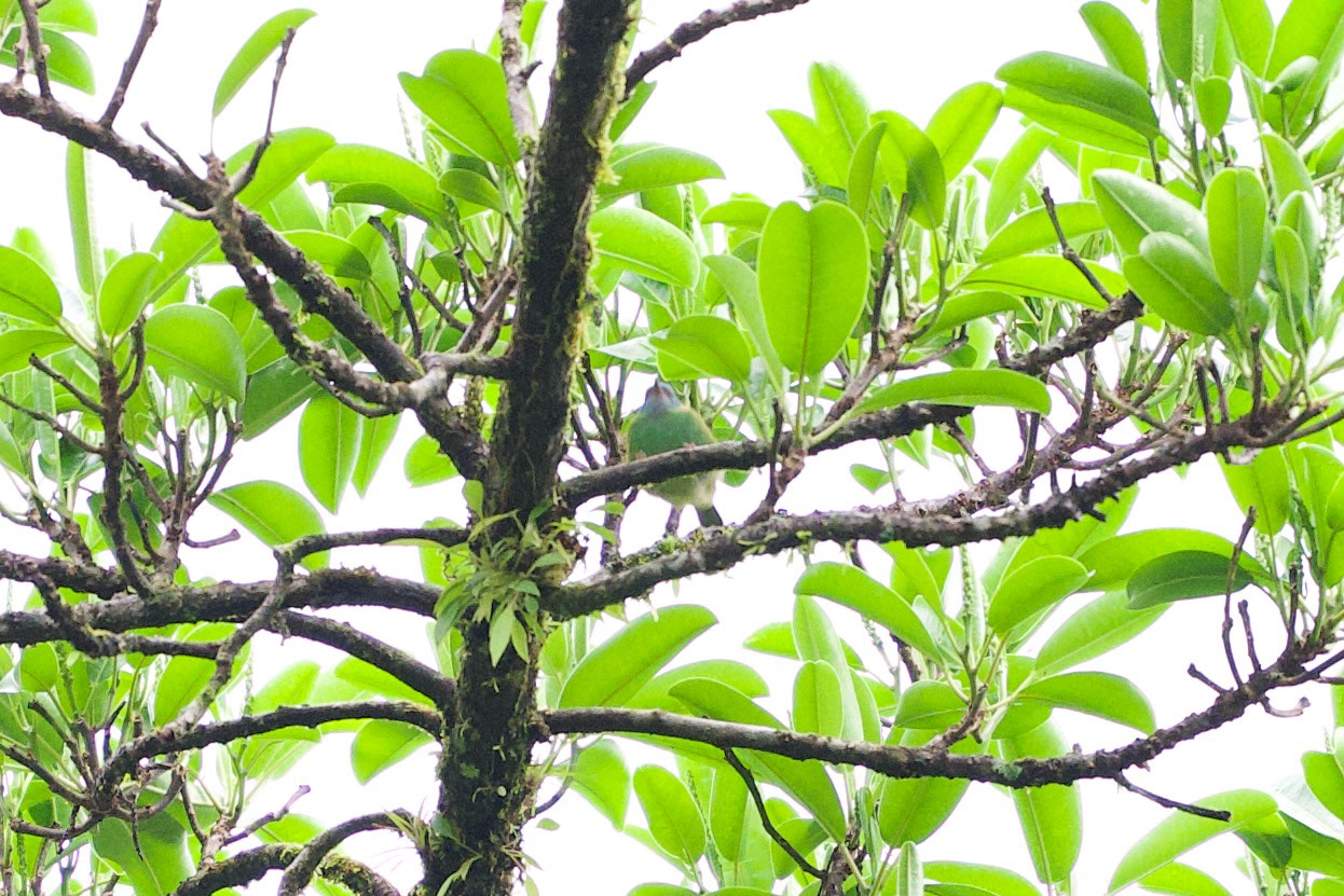 Blue Dacnis