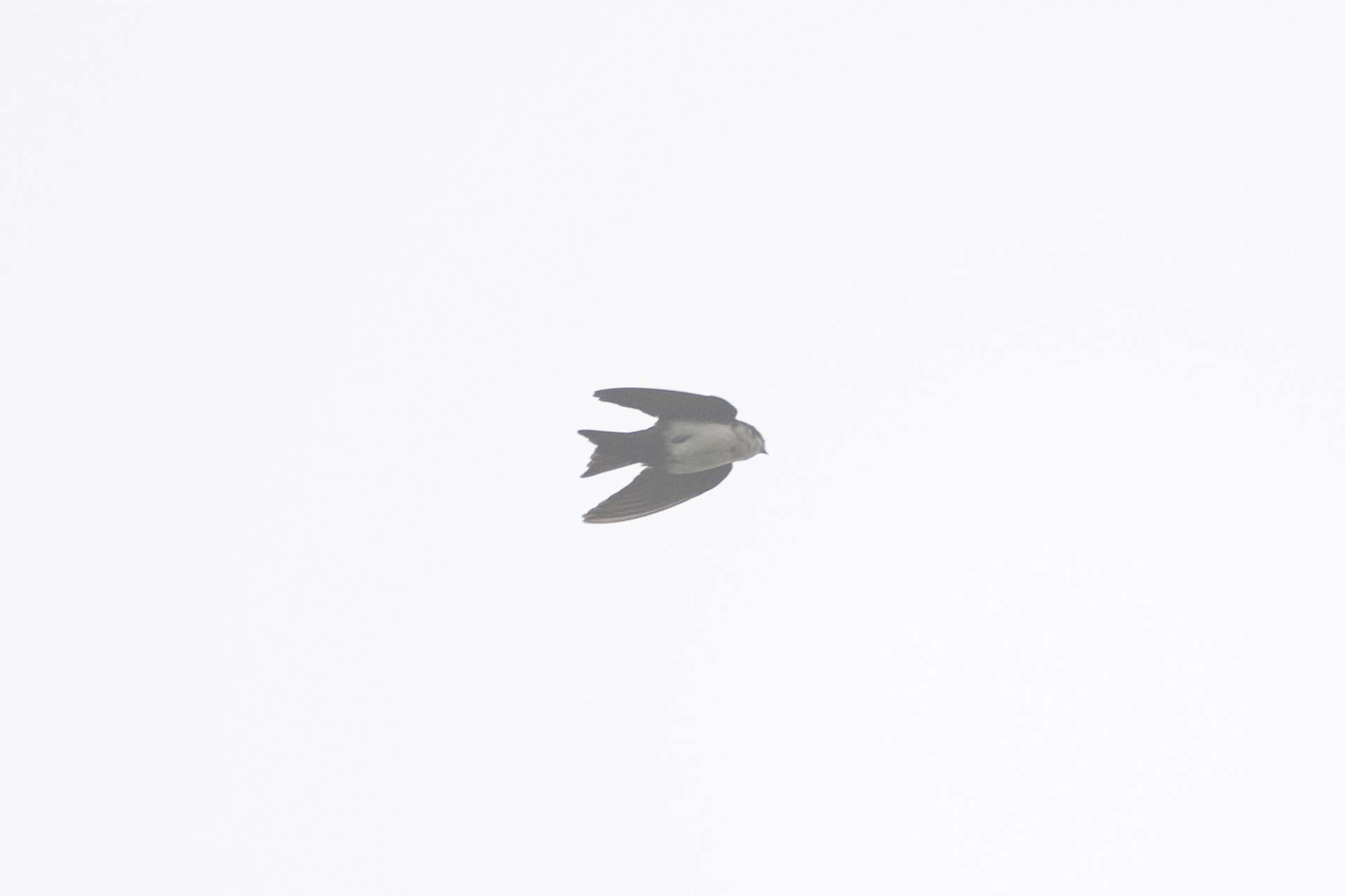 Blue-and-White Swallow