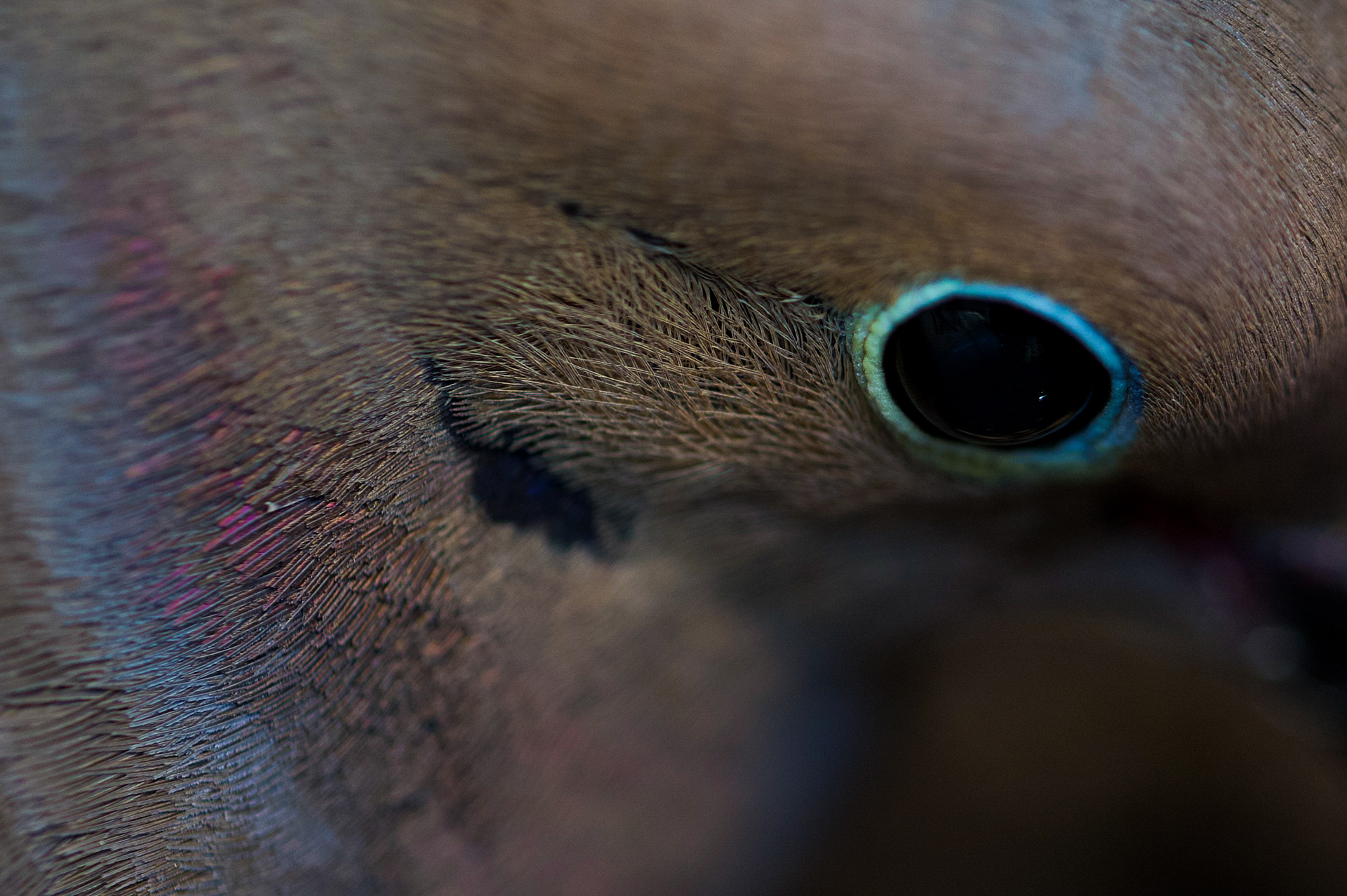 Mourning Dove
