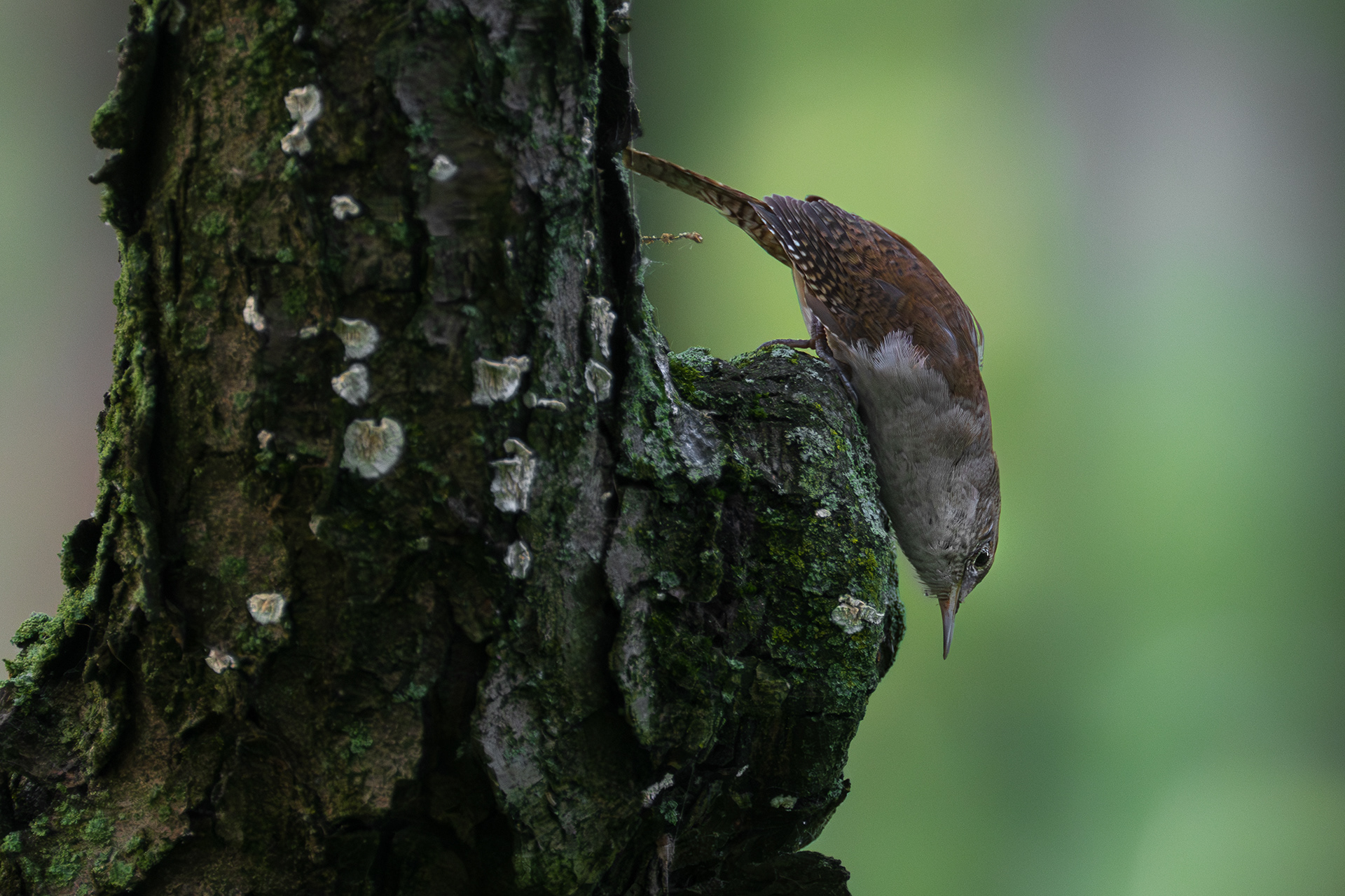 House Wren