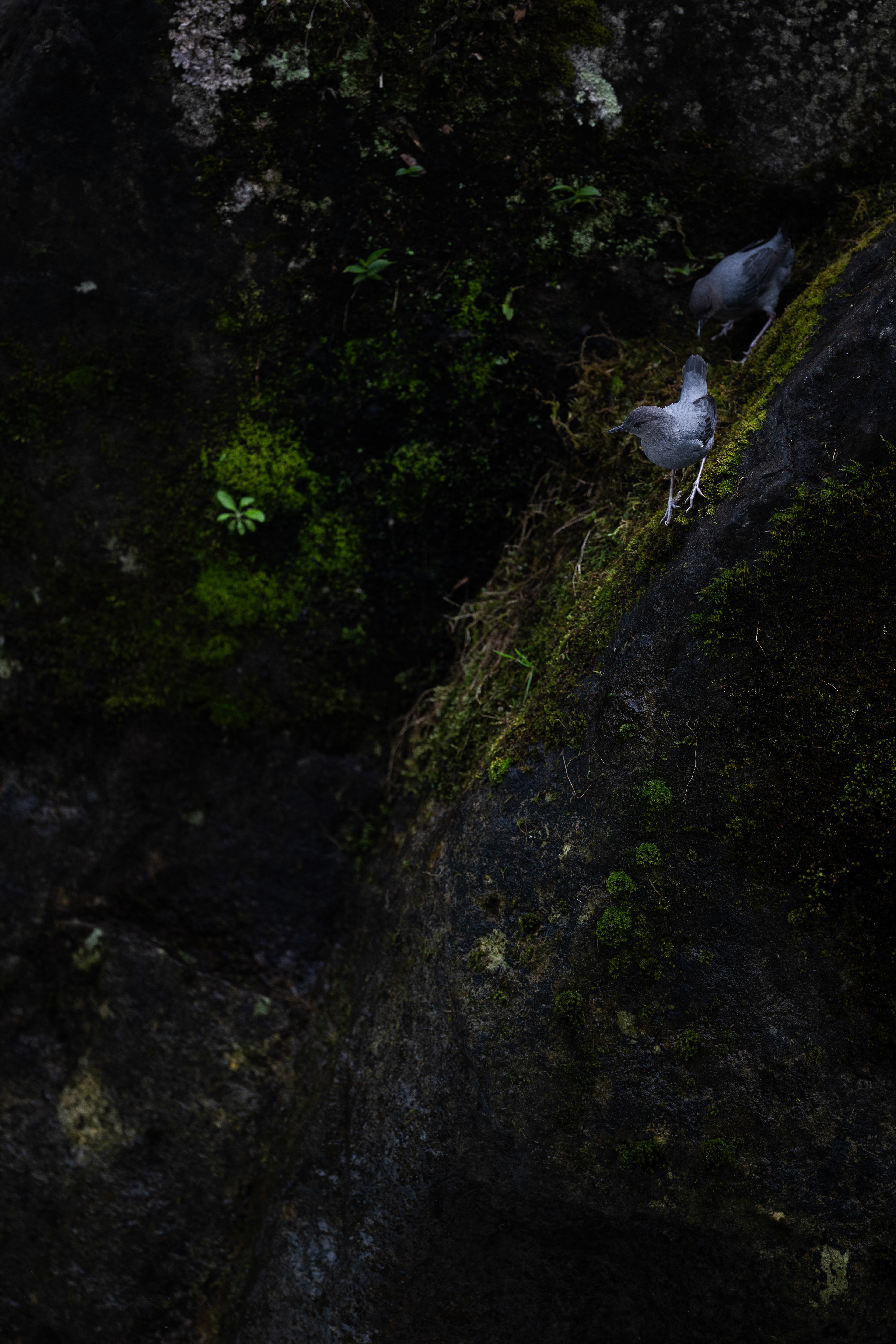 American Dipper