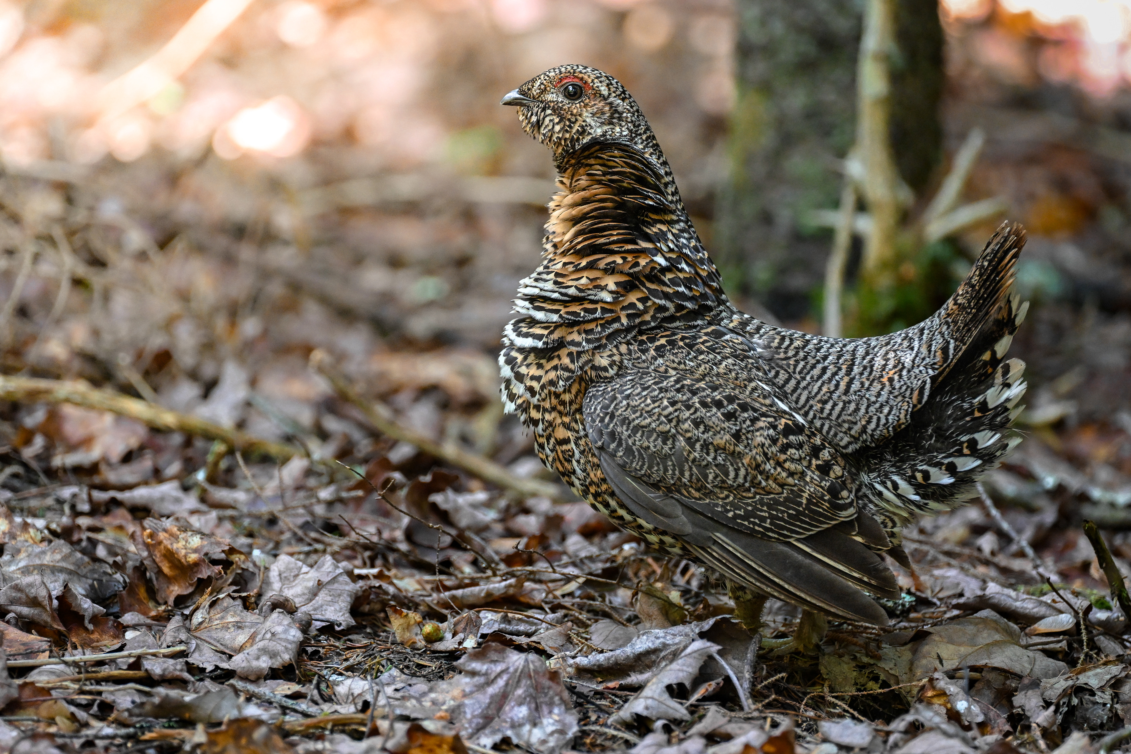 Spruce Grouse