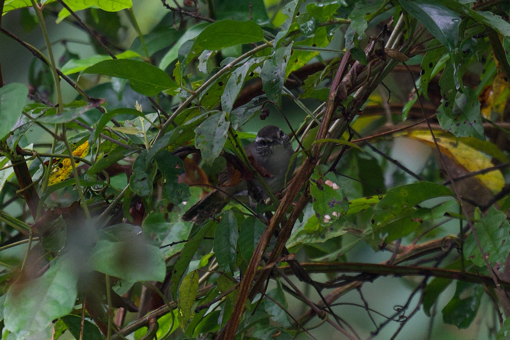 Canebrake Wren
