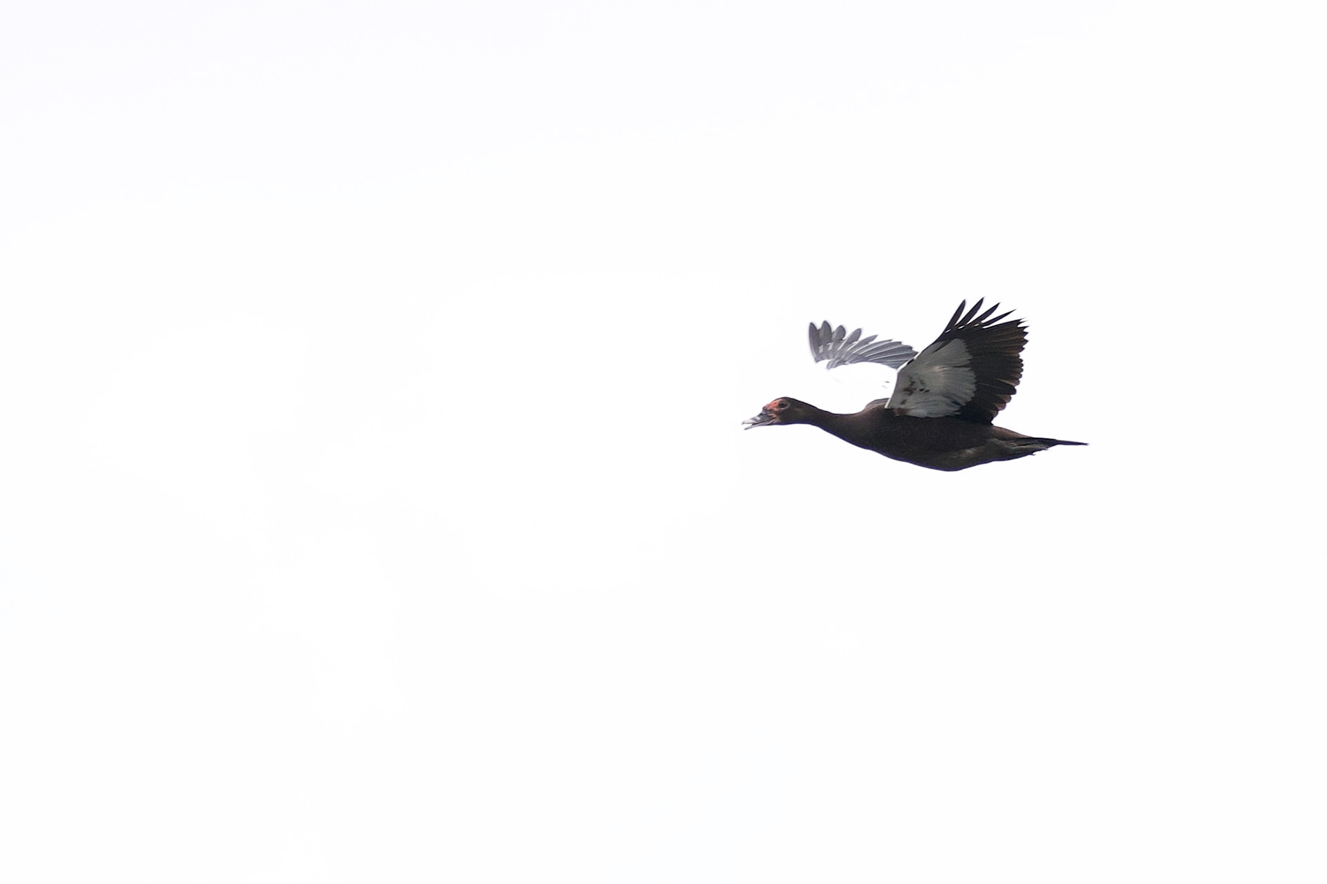 Muscovy Duck