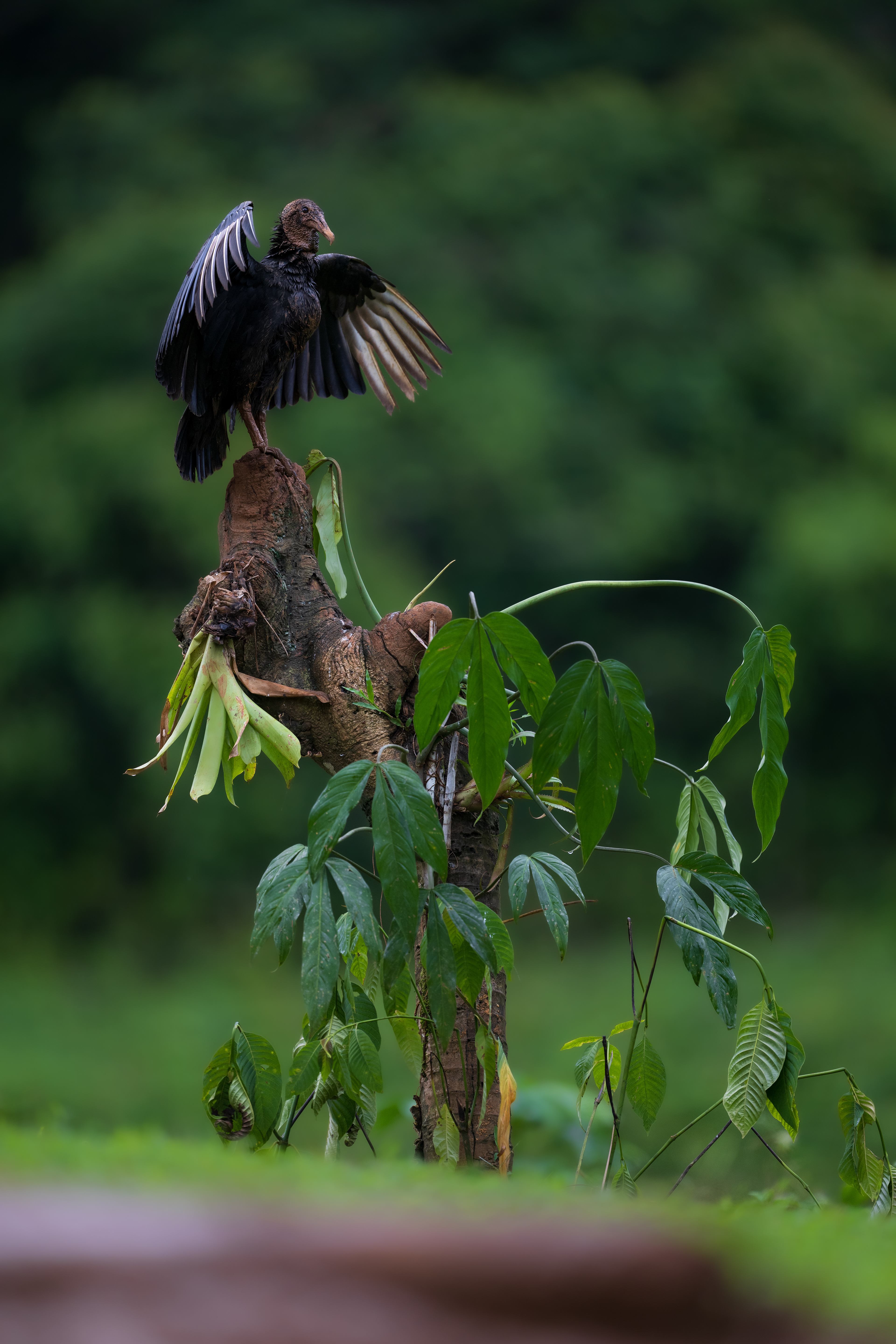 Black Vulture