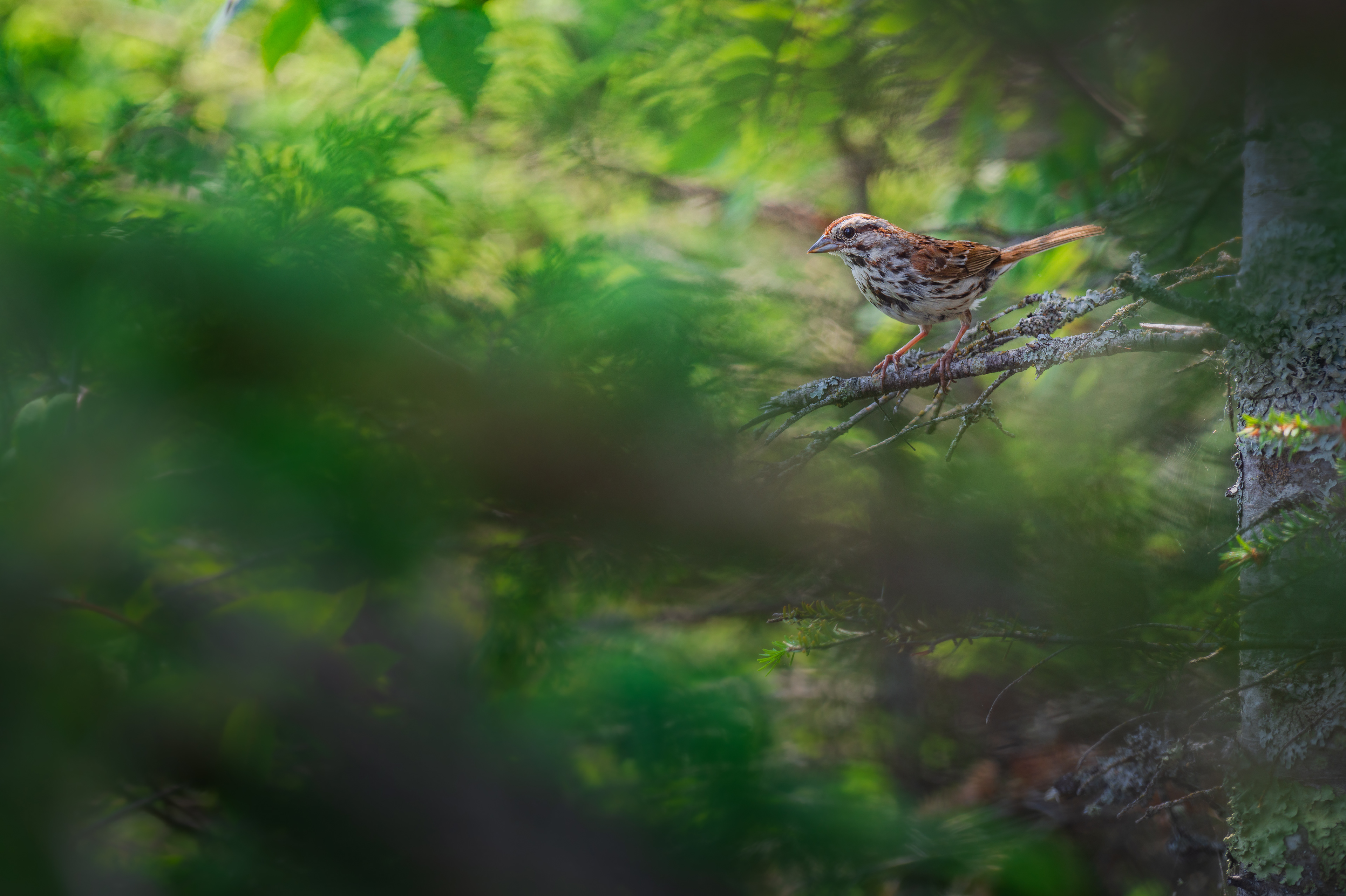 Song Sparrow