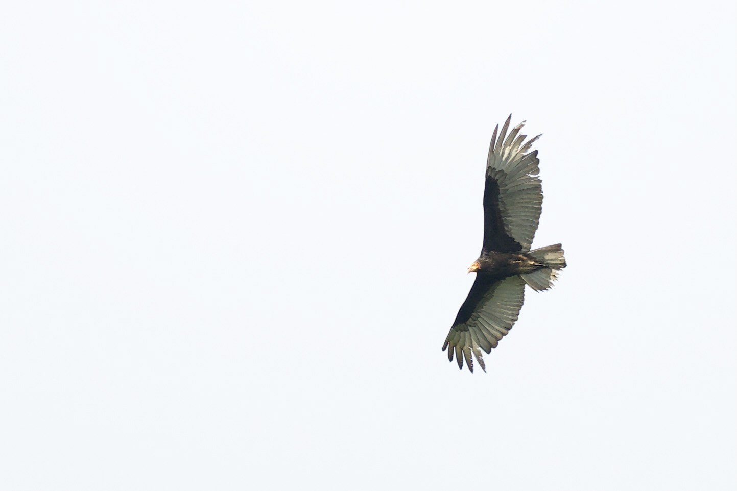 Lesser Yellow-headed Vulture