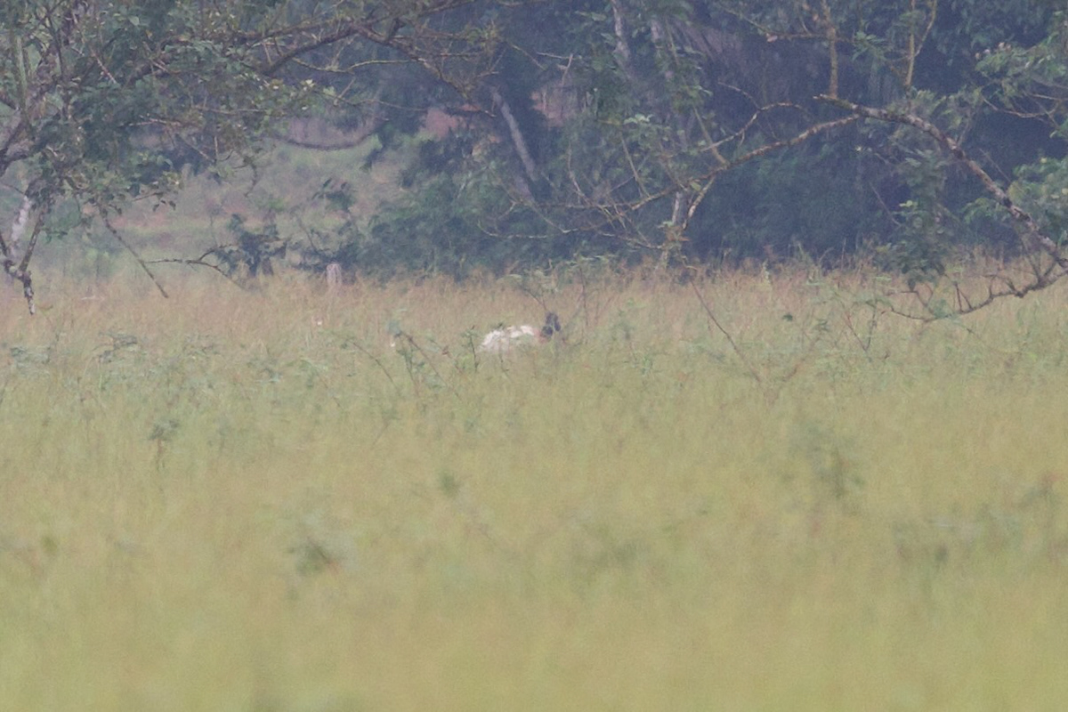 Jabiru