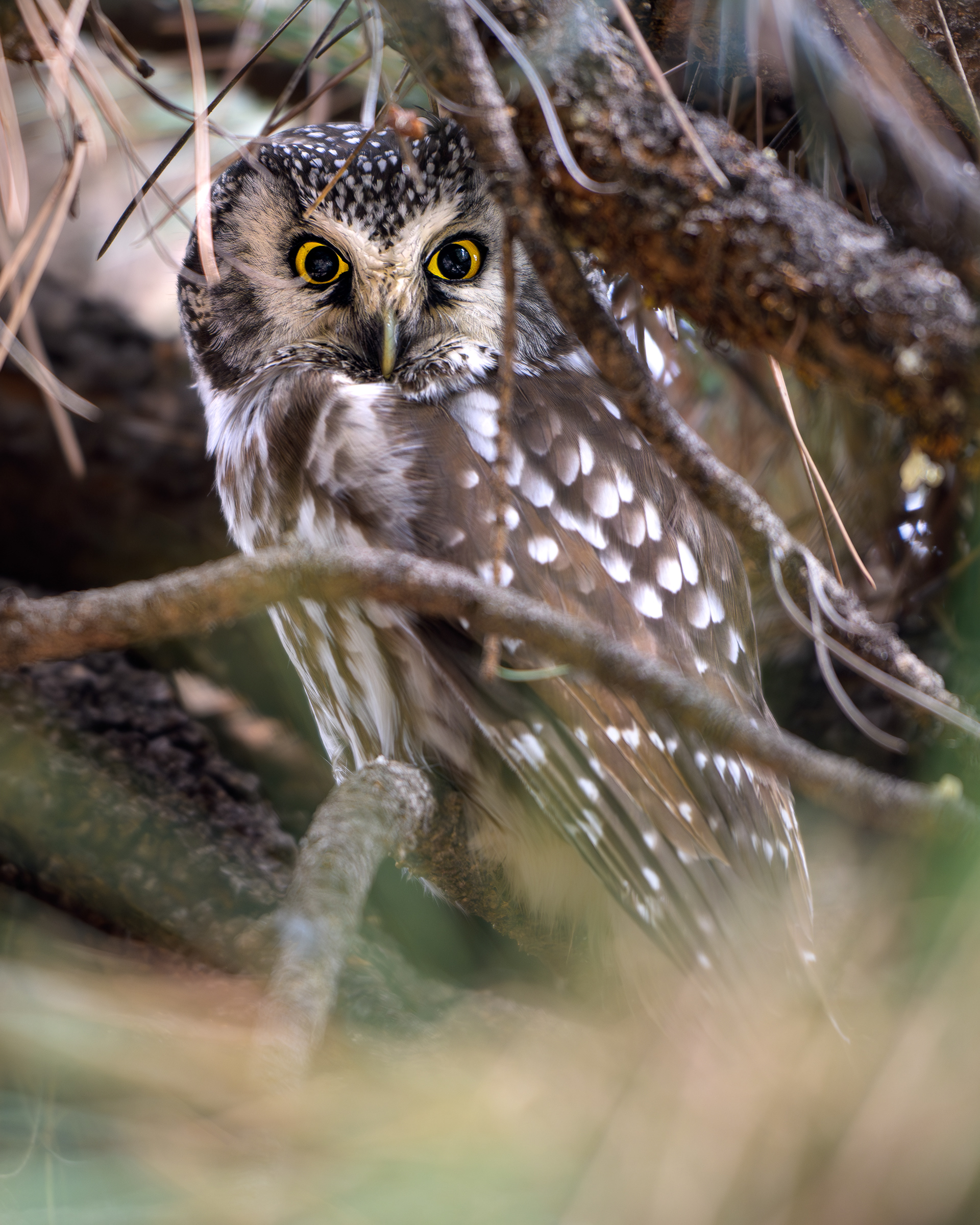 Boreal Owl