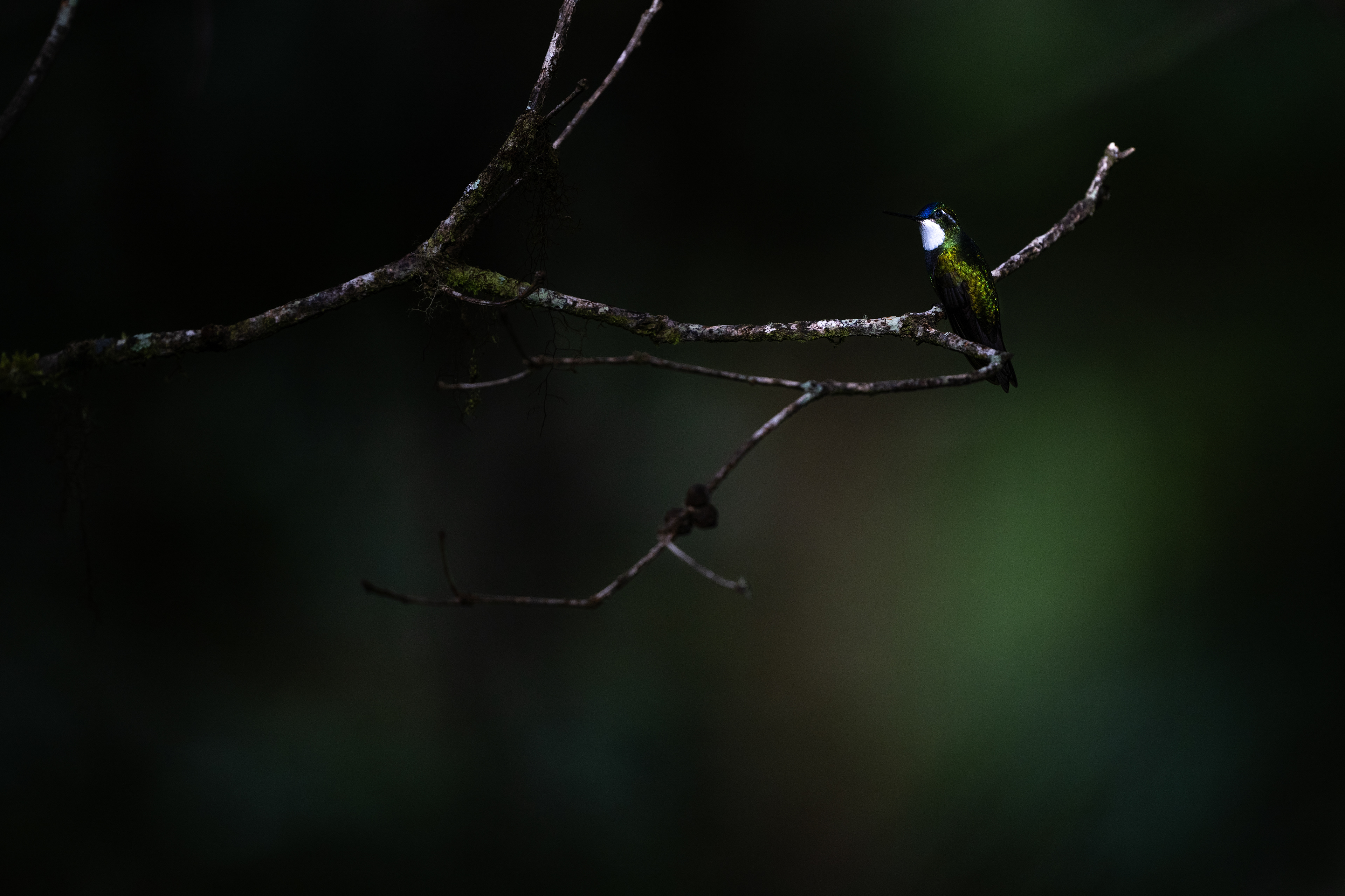 White-throated Mountain Gem
