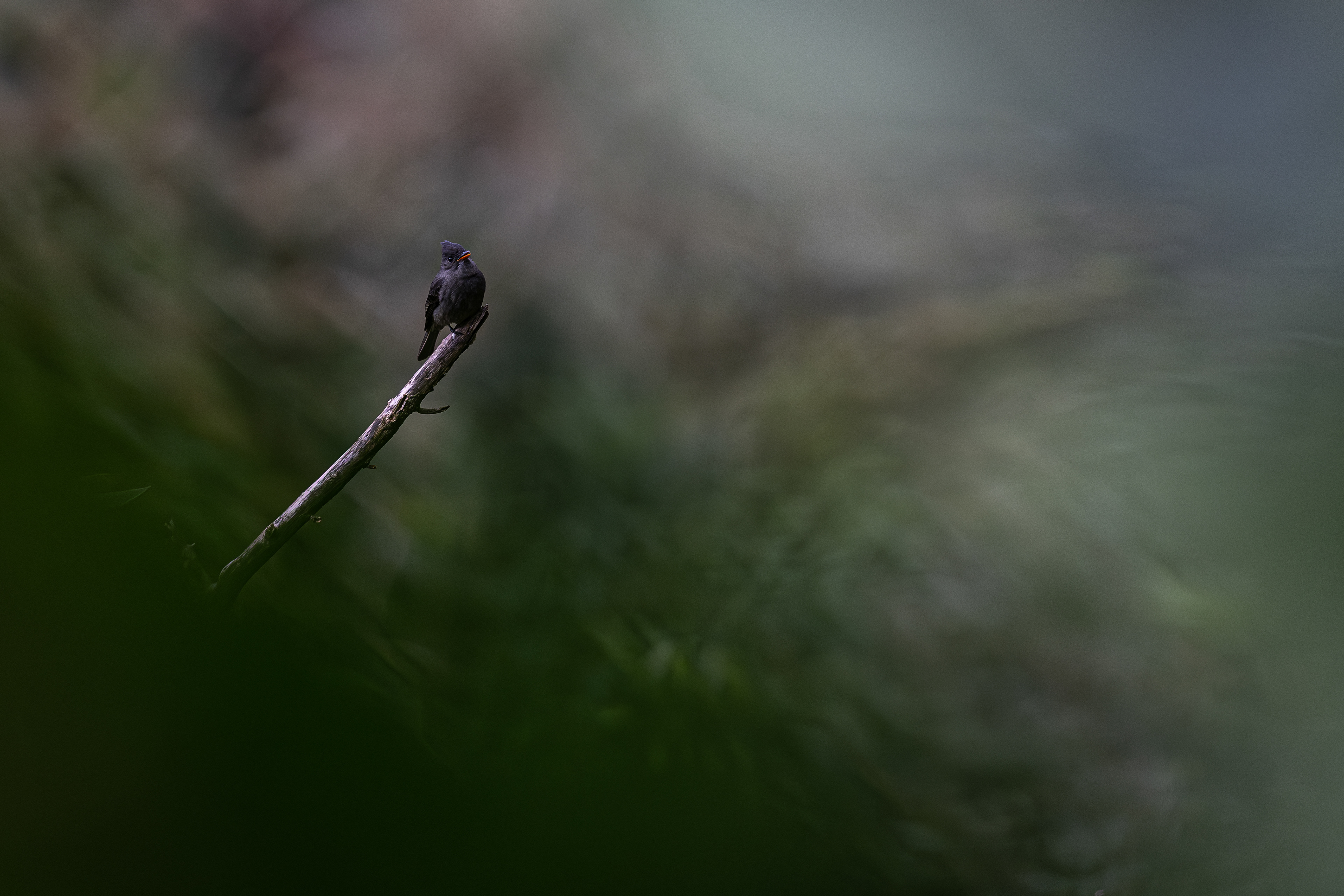 Dark Pewee