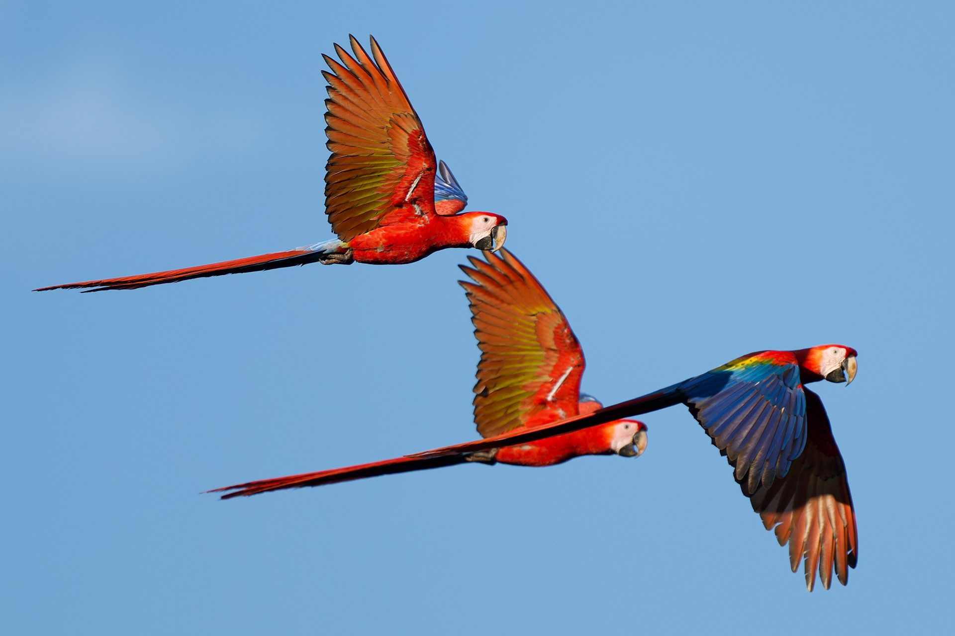 Scarlet Macaws
