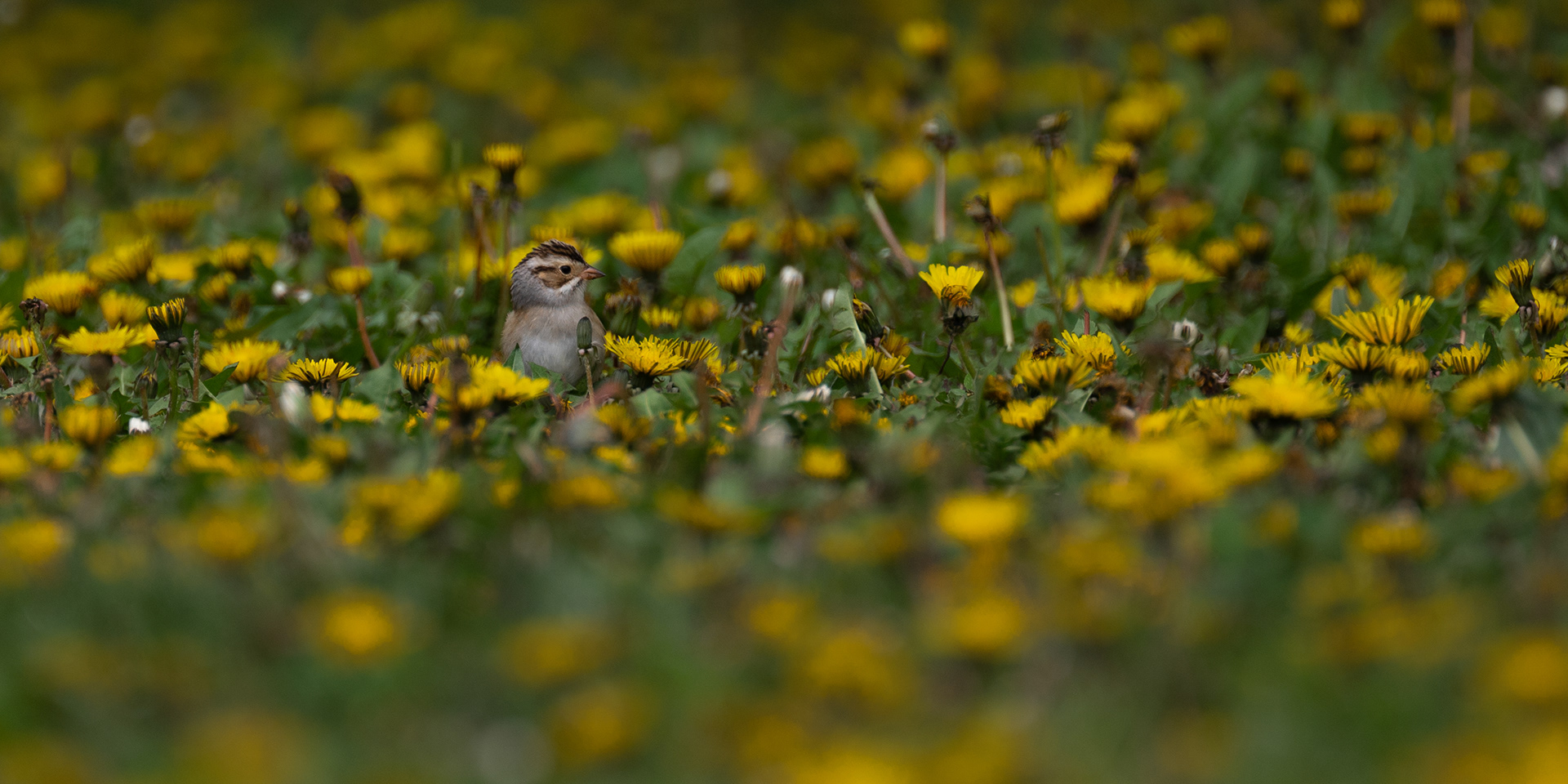 Clay-colored Sparrow