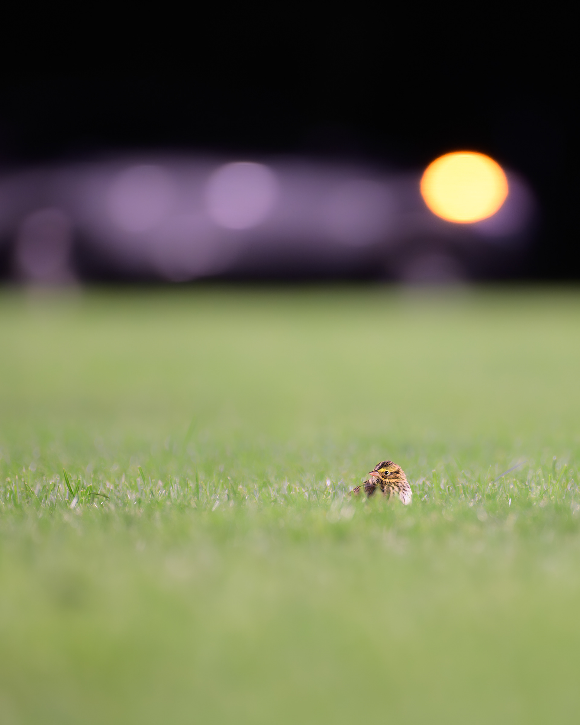 Savannah Sparrow
