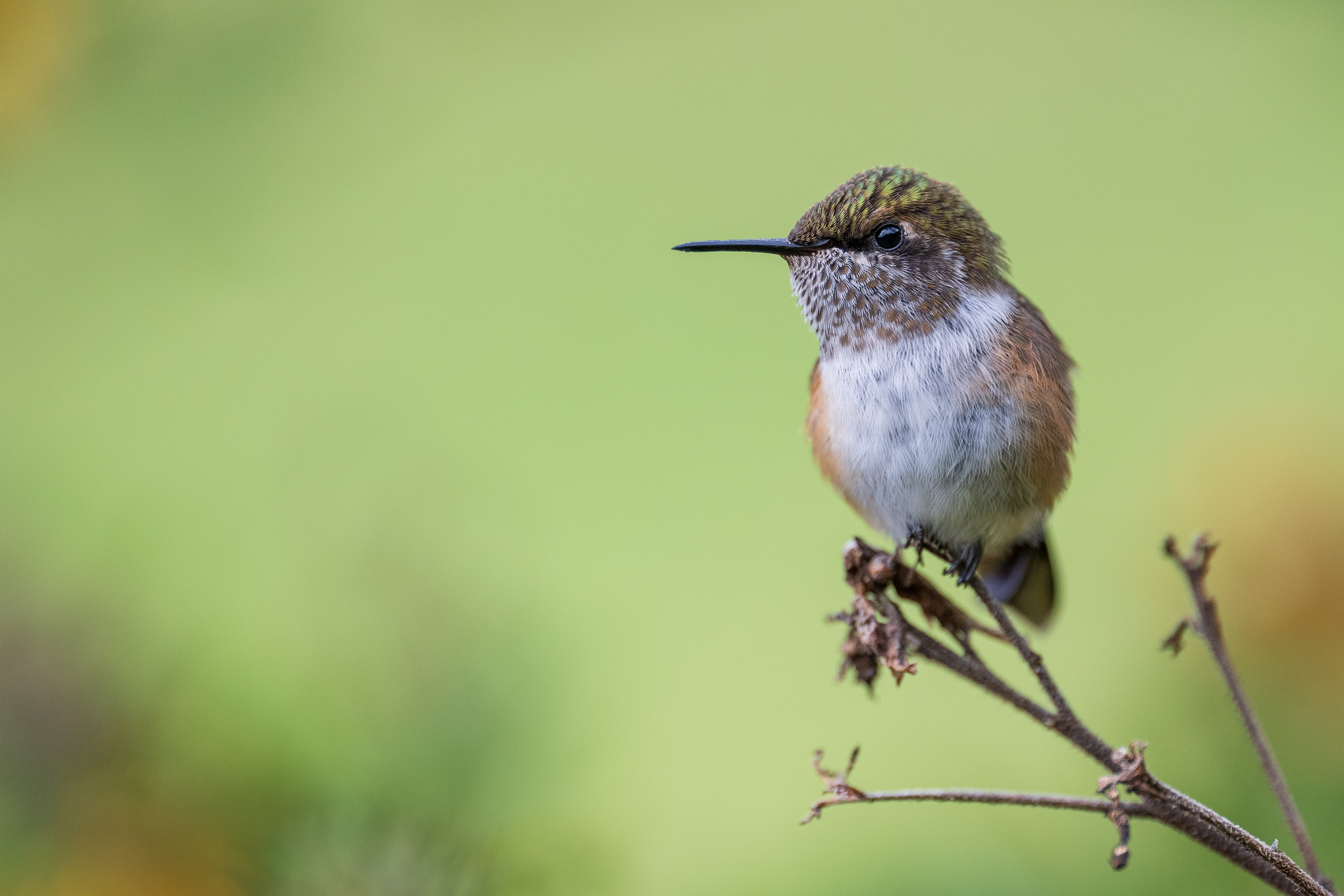 Volcano Hummingbird
