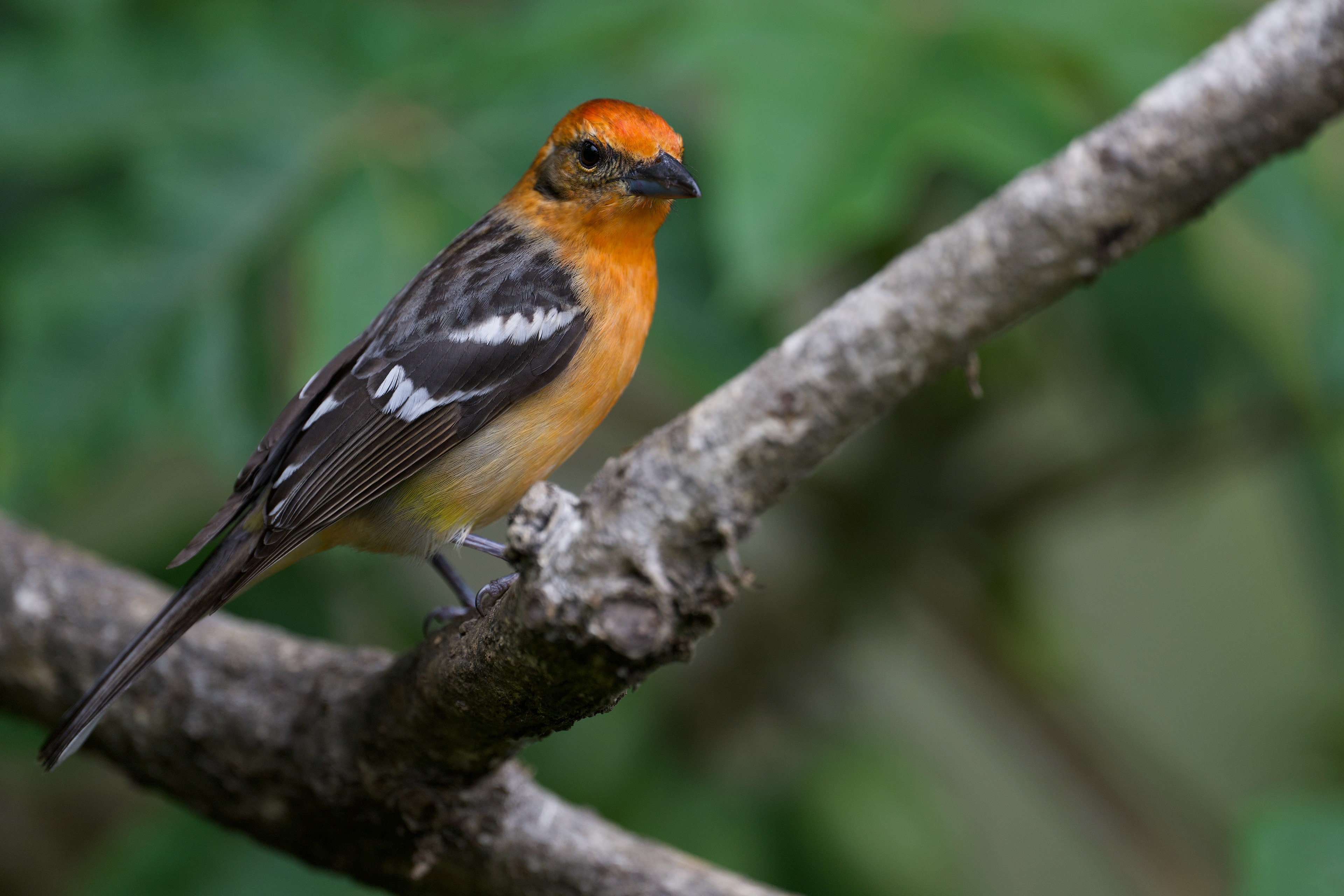 Flame-colored Tanager