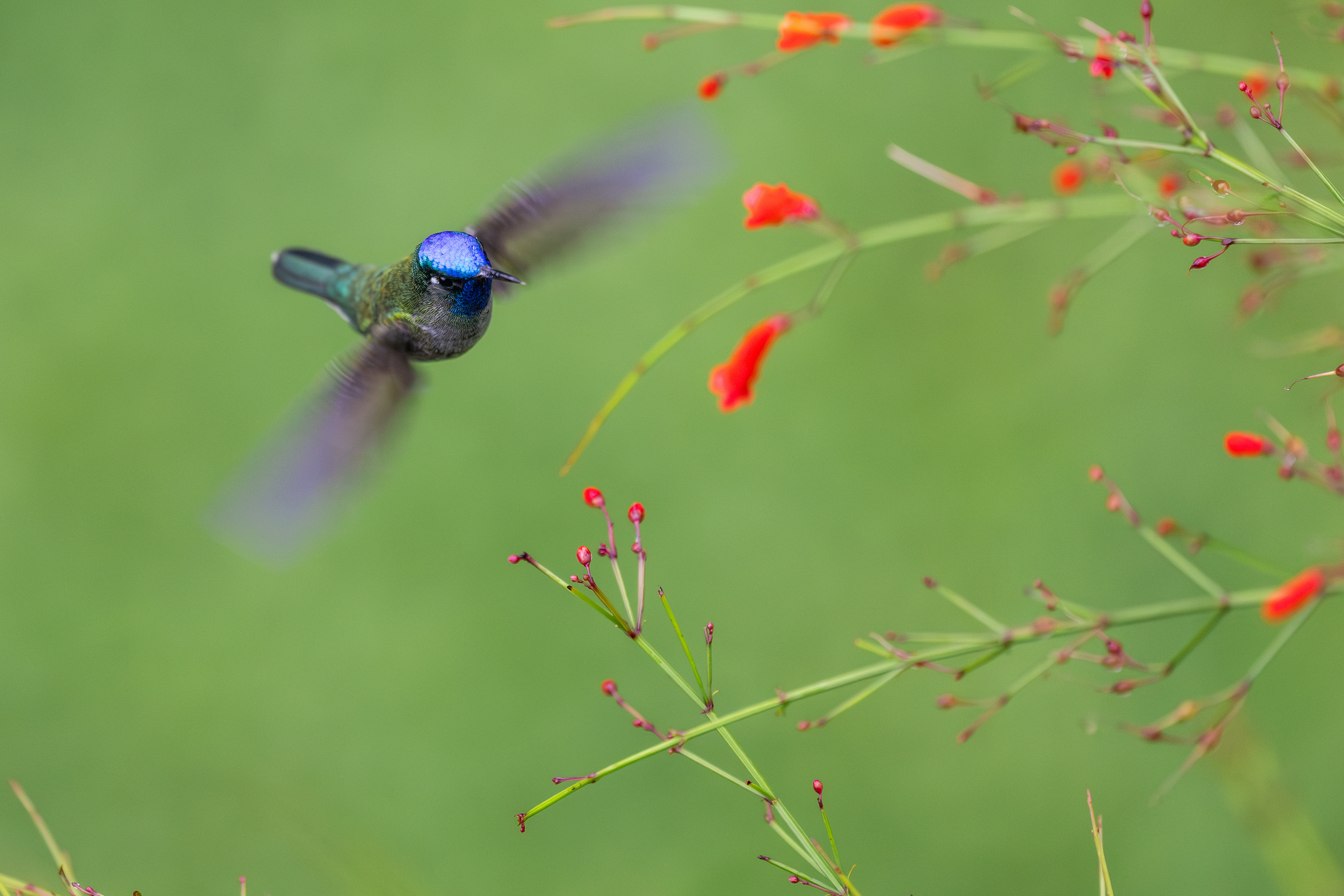 Violet-headed Hummingbird