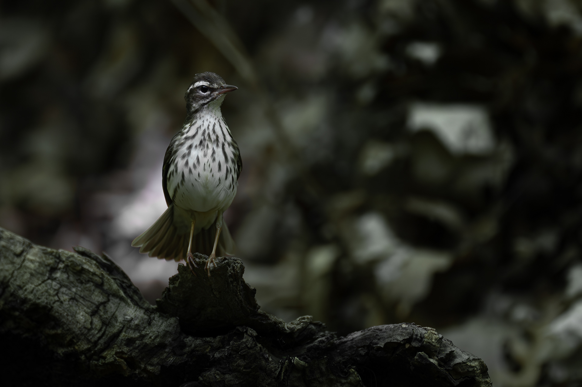 Louisiana Waterthrush