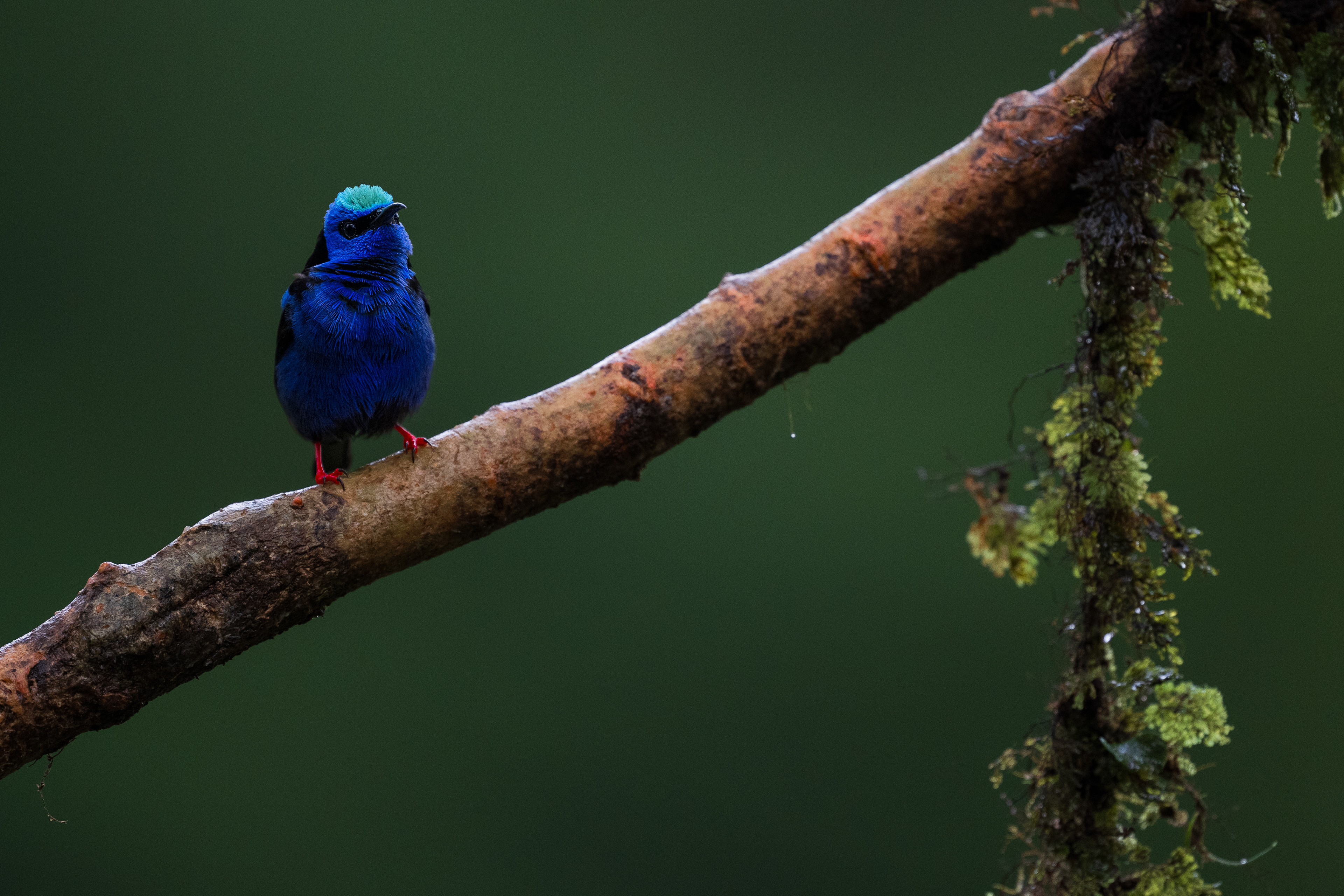 Red-legged Honeycreeper