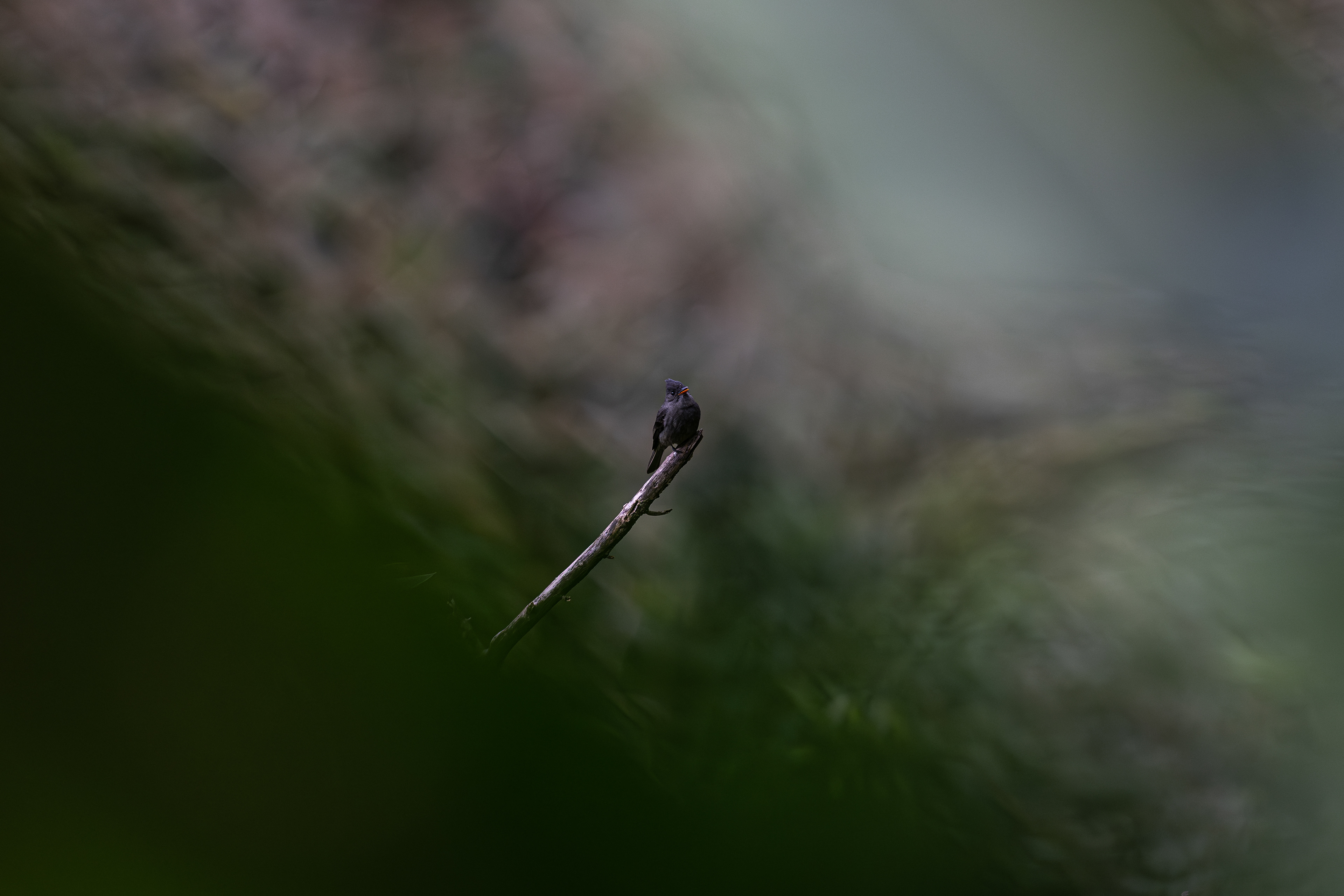 Dark Pewee