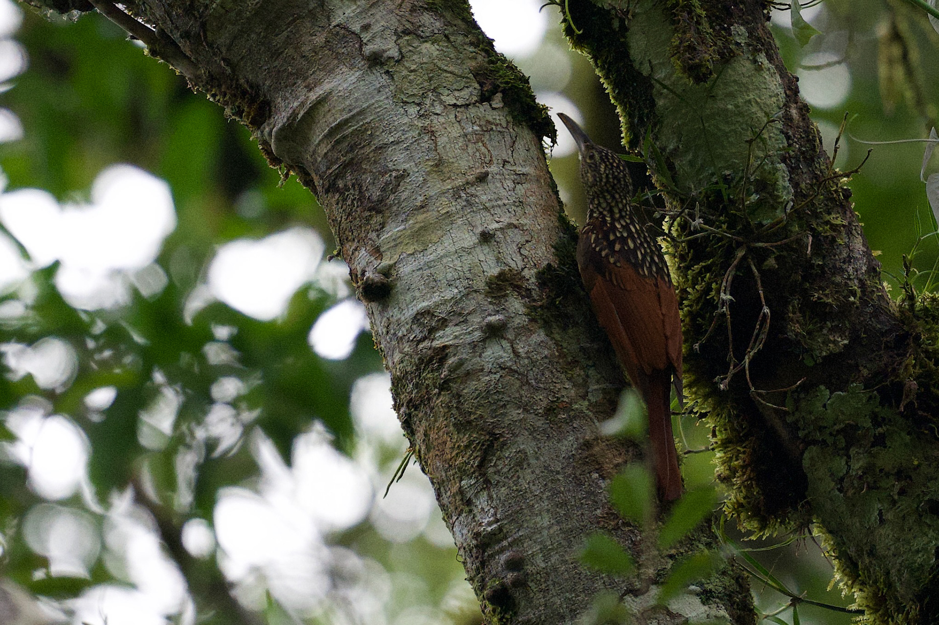 Black-striped Woodcreeper