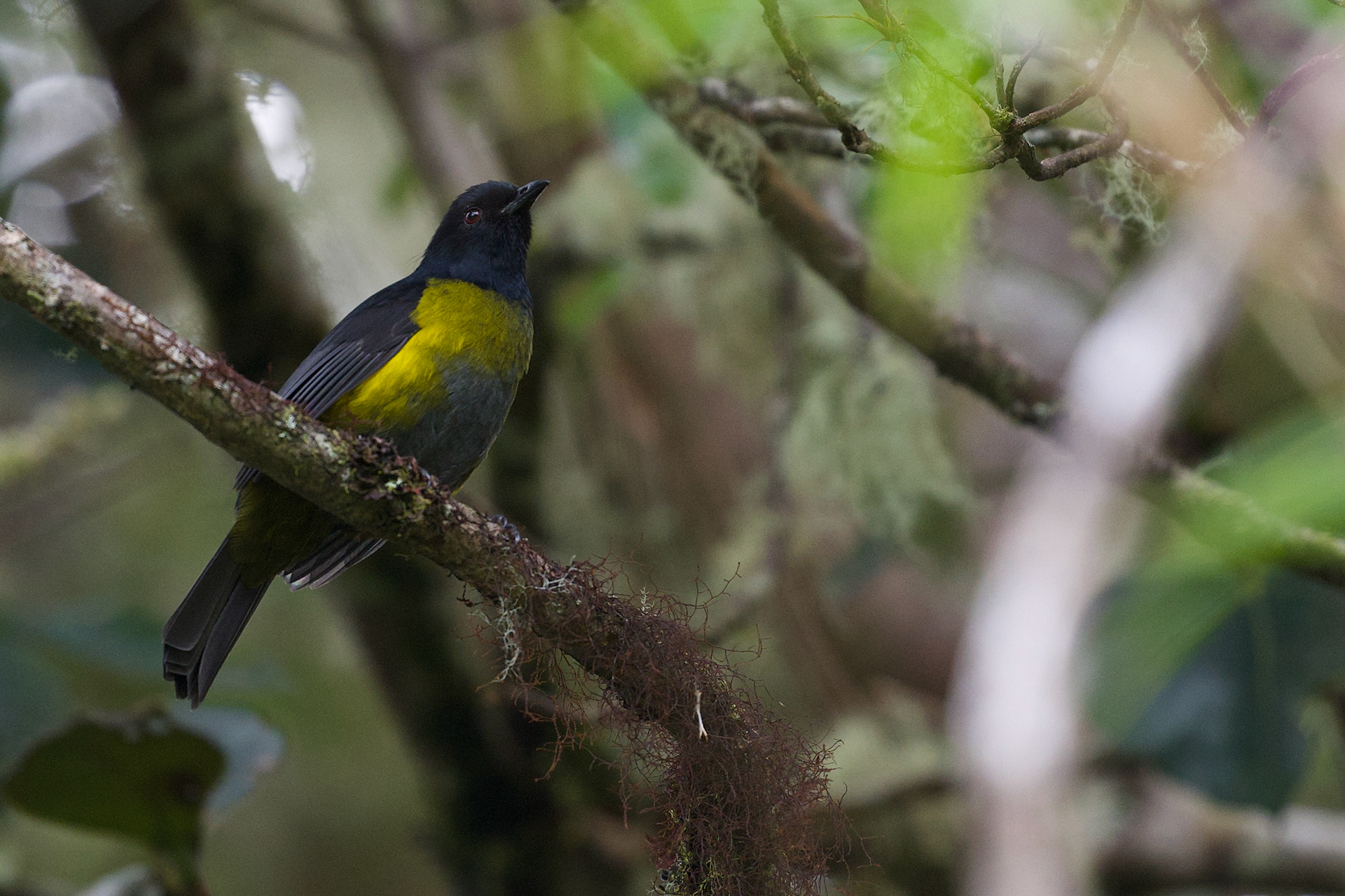Black-and-Yellow Silky Flycatcher