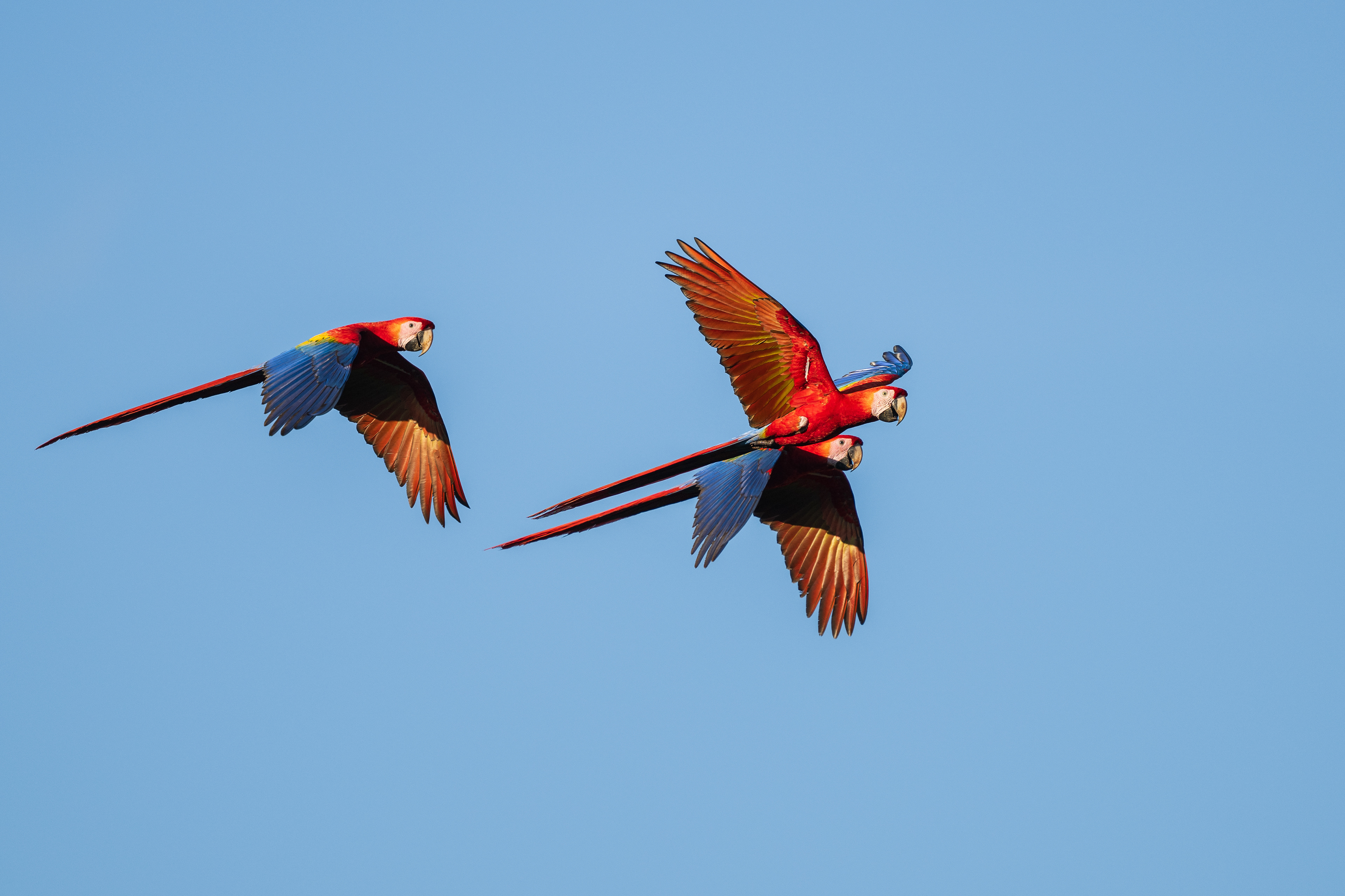 Scarlet Macaw