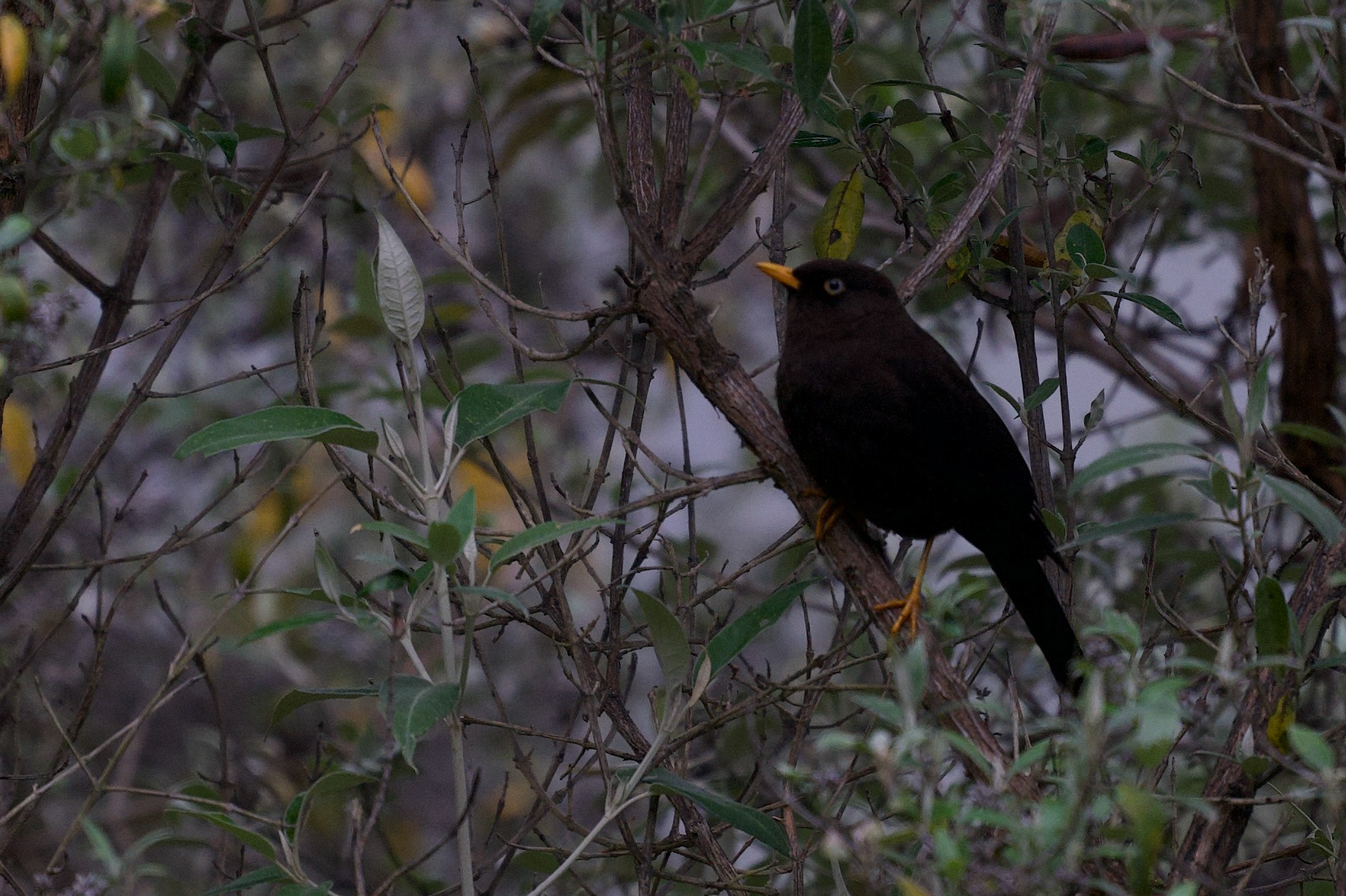 Sooty Thrush