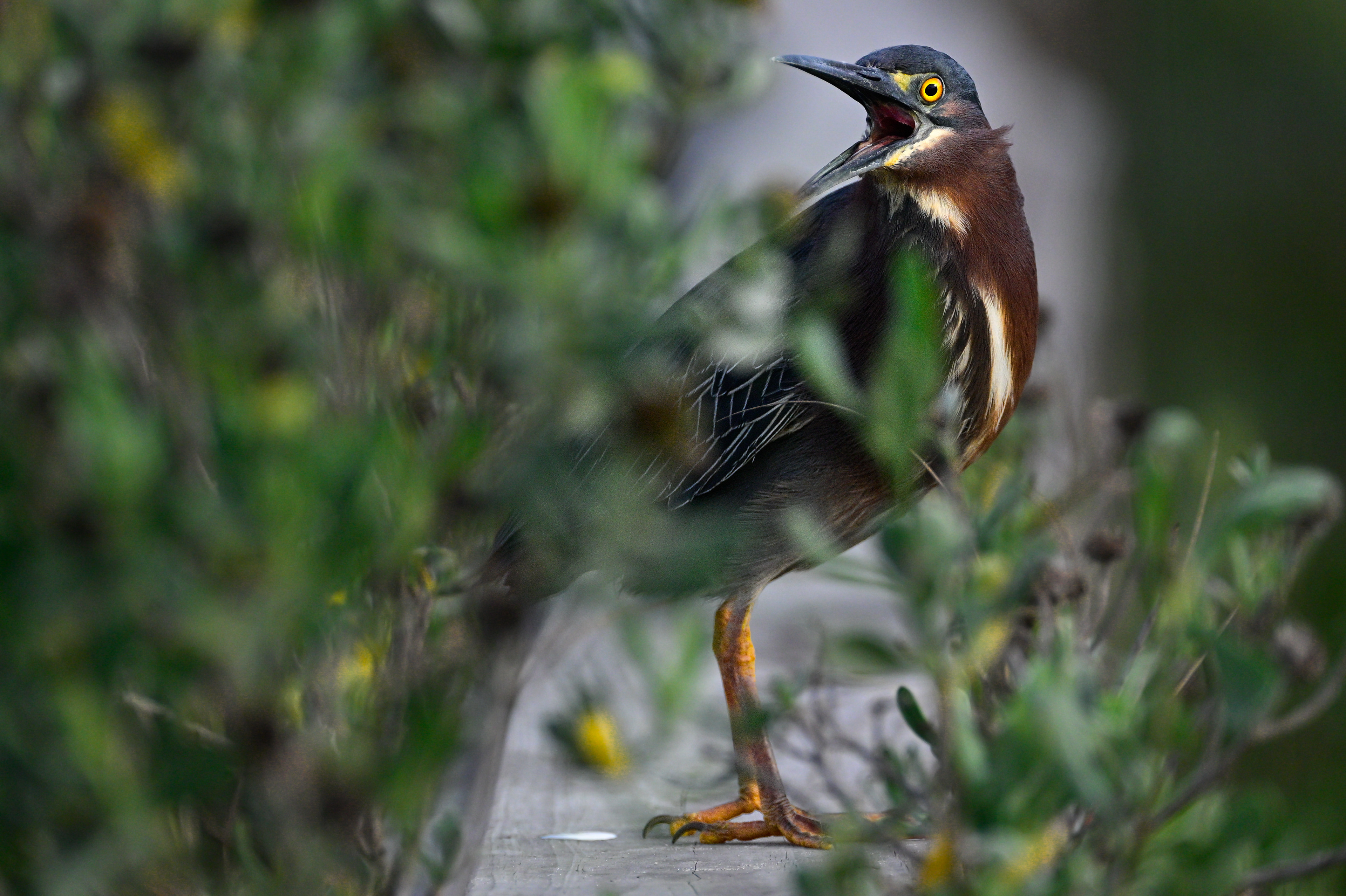 Green Heron
