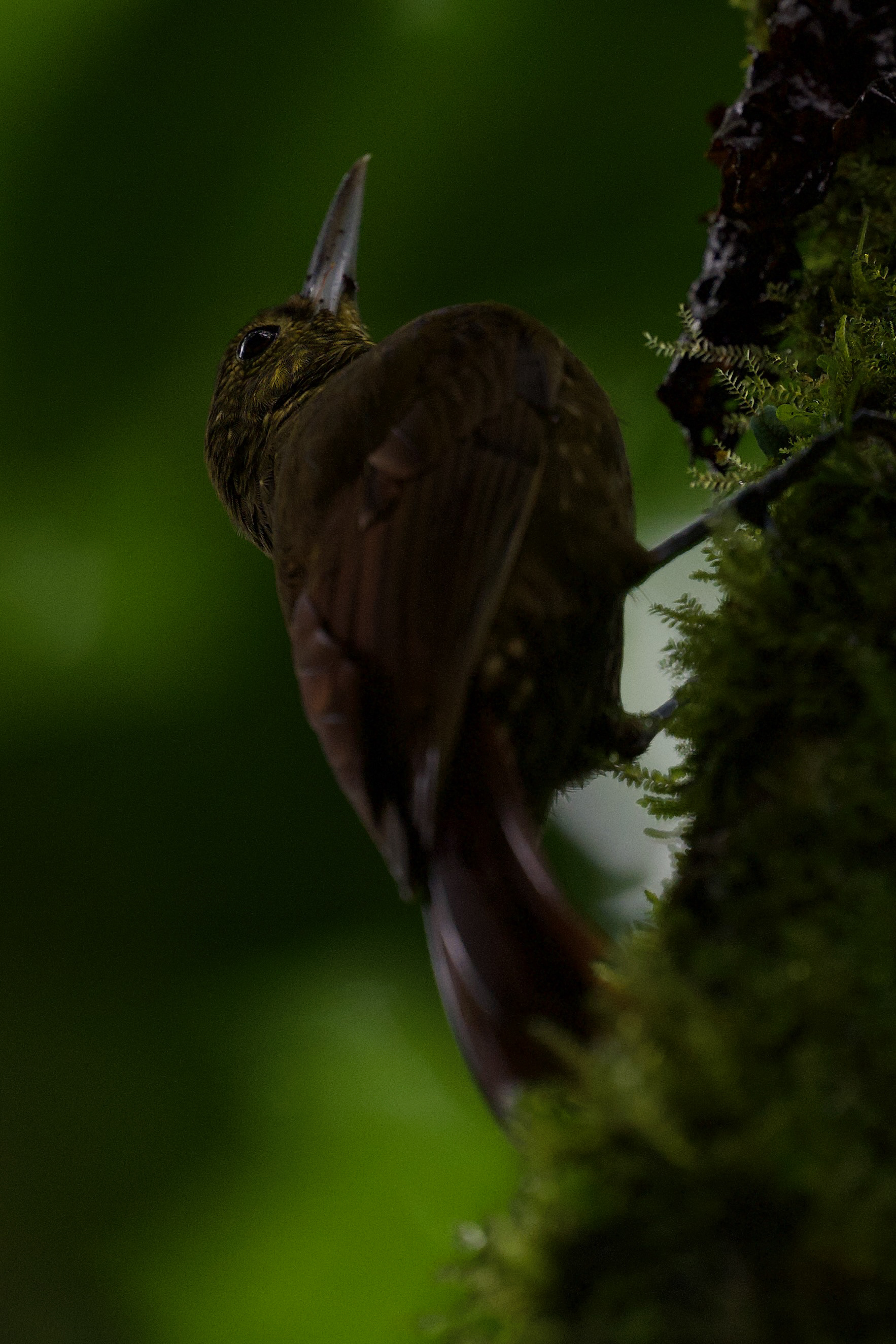 Spotted Woodcreeper(?)