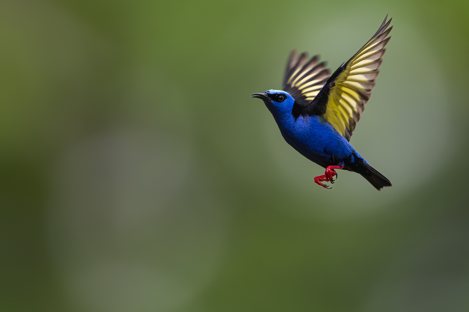 Red-legged Honeycreeper