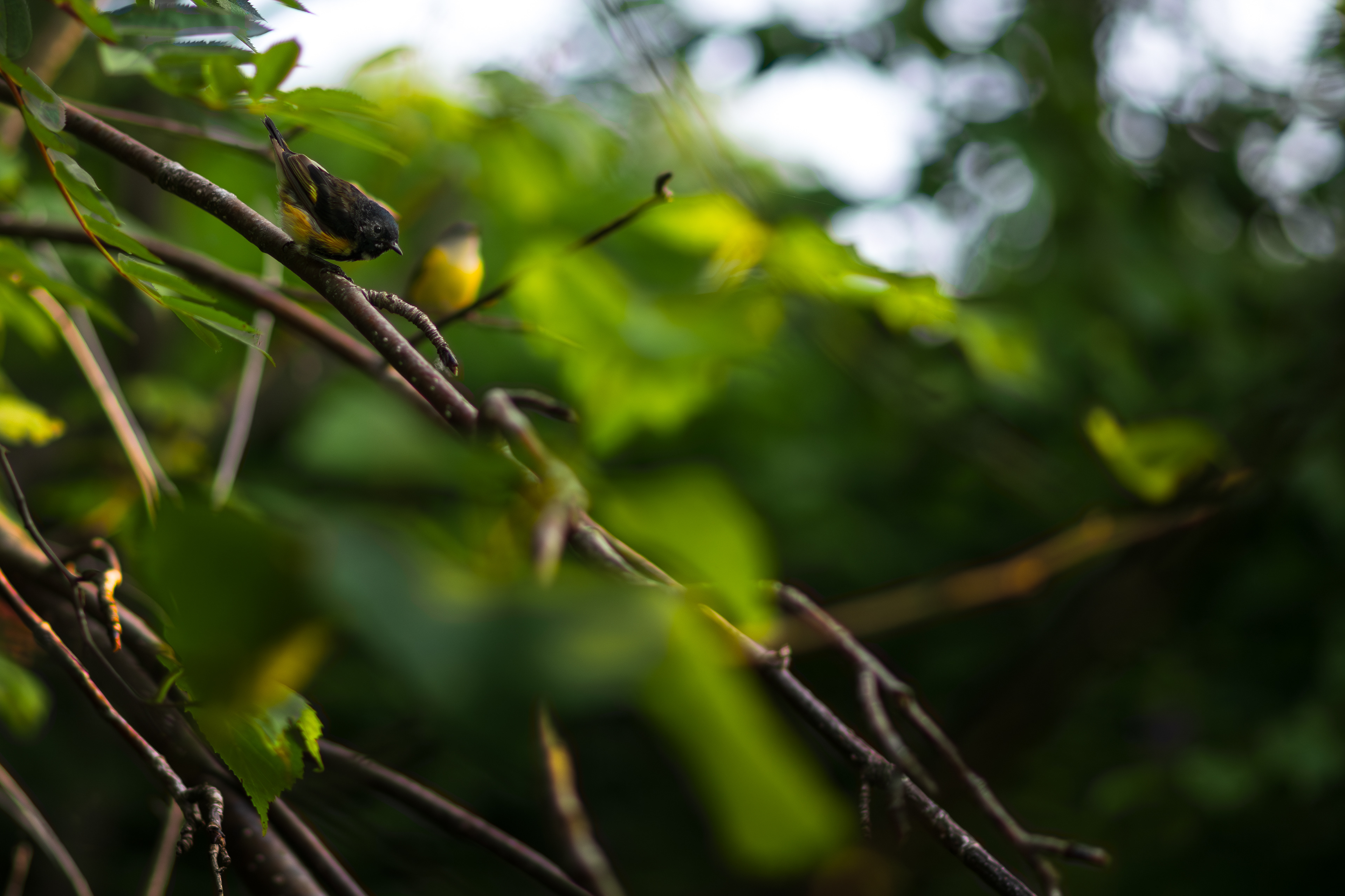 American Redstart