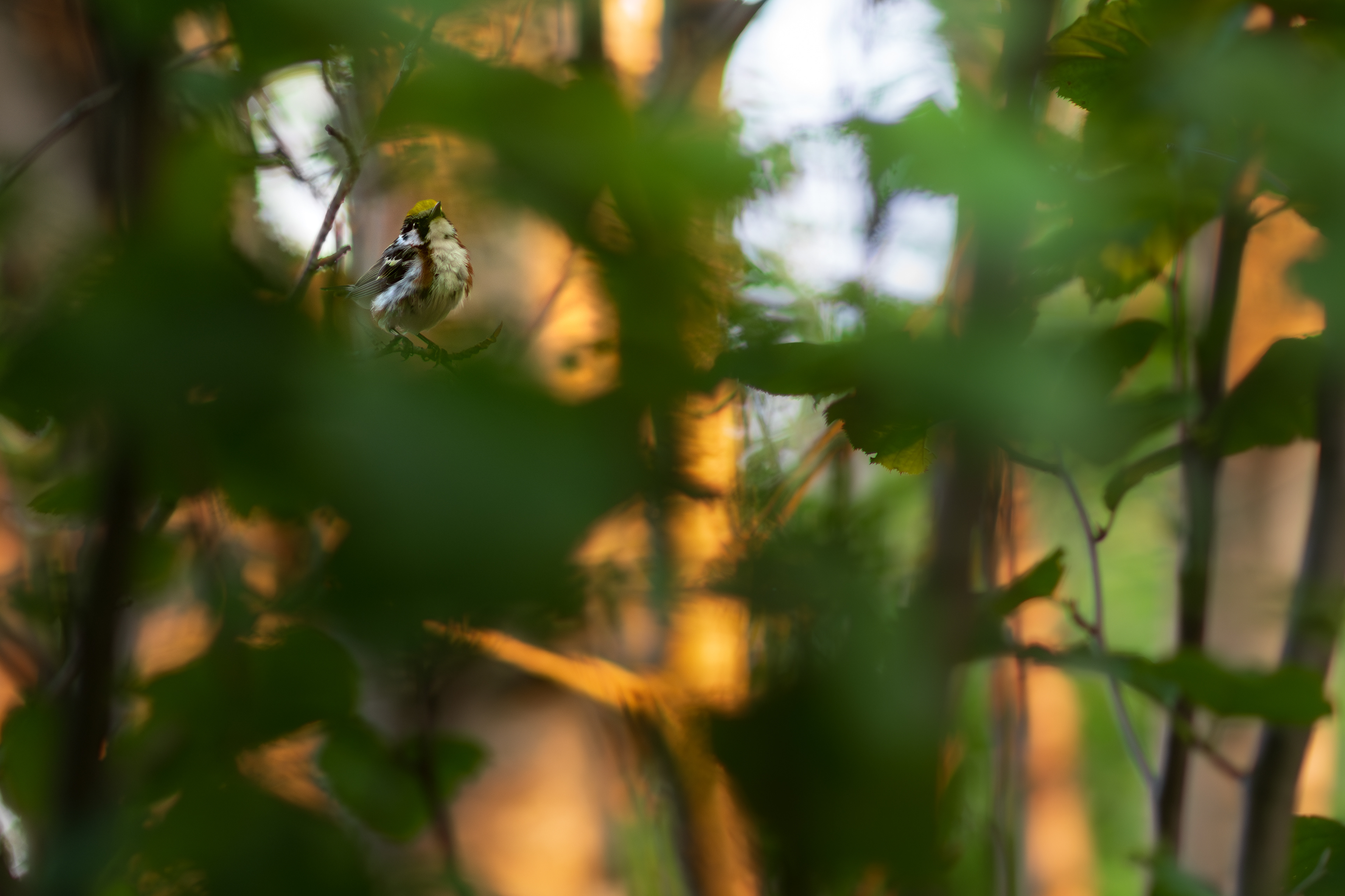 Chestnut-sided Warbler