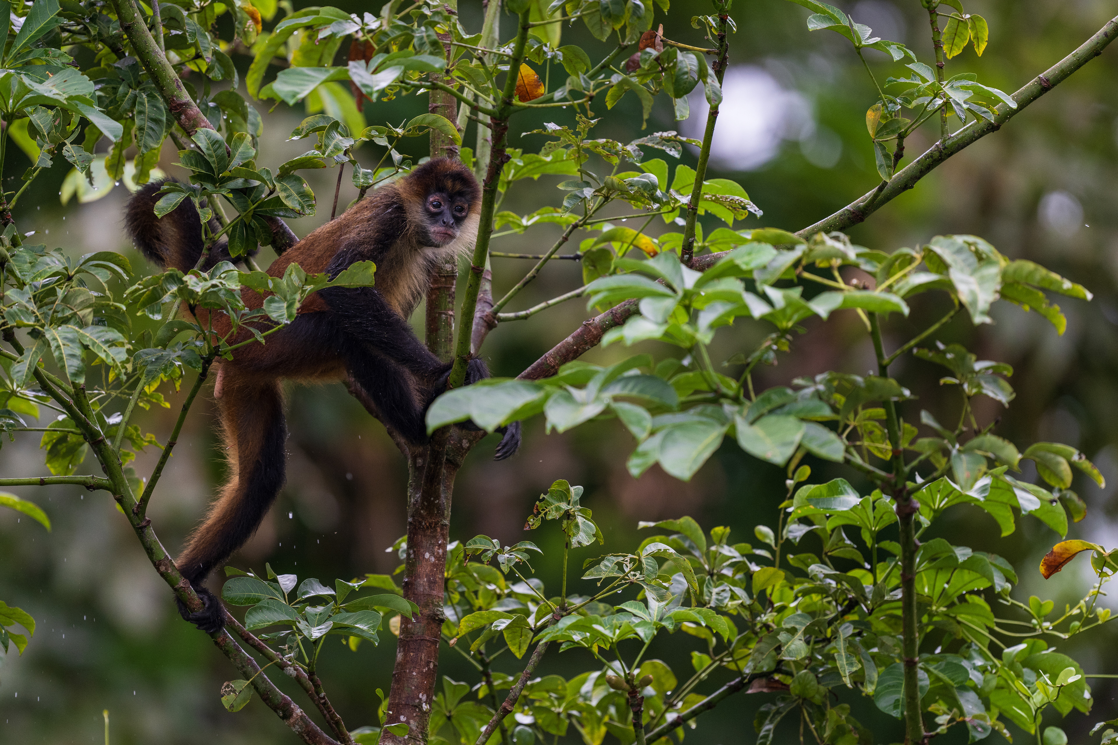 Central American Spider Monkey