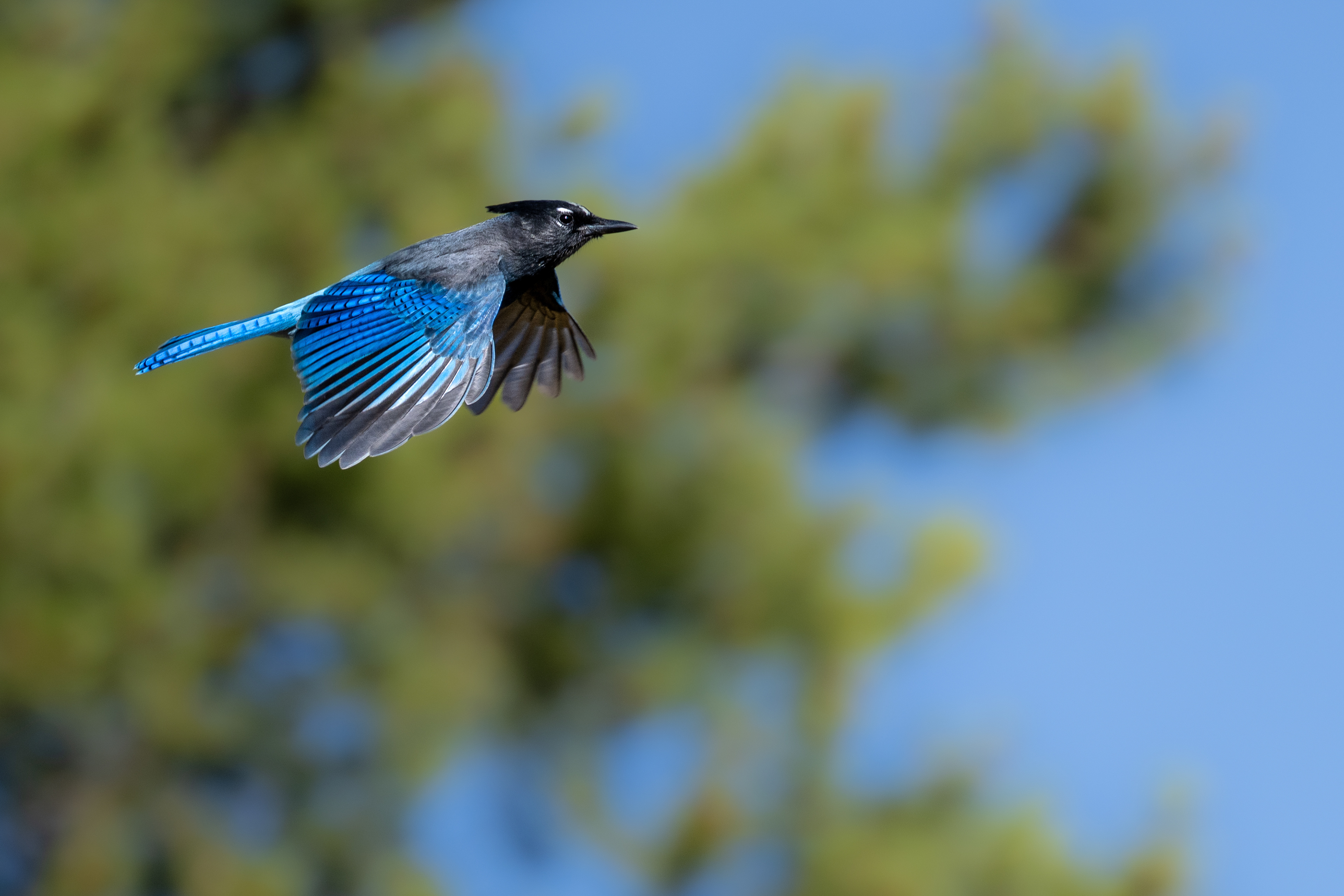 Steller's Jay