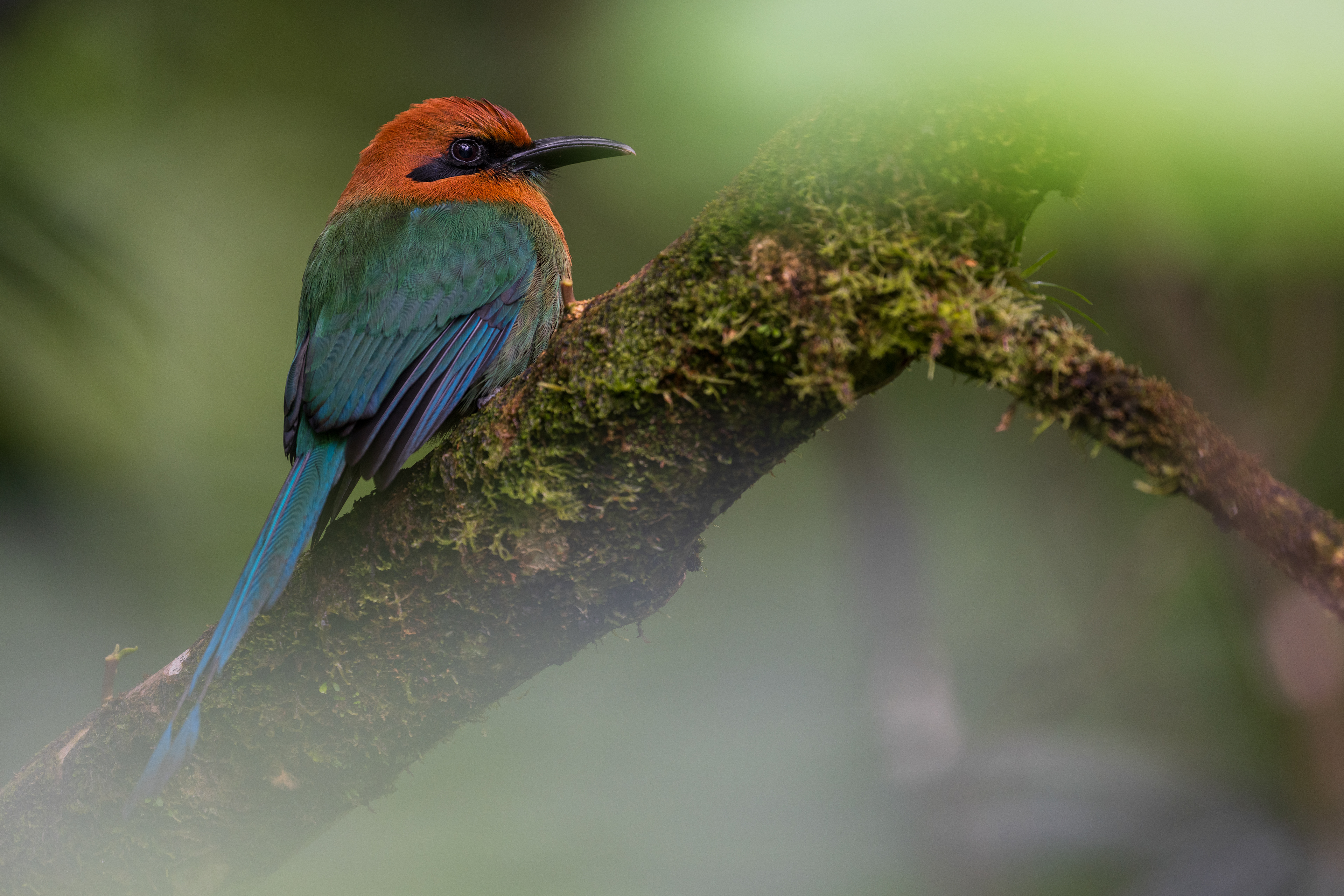 Broad-billed Motmot