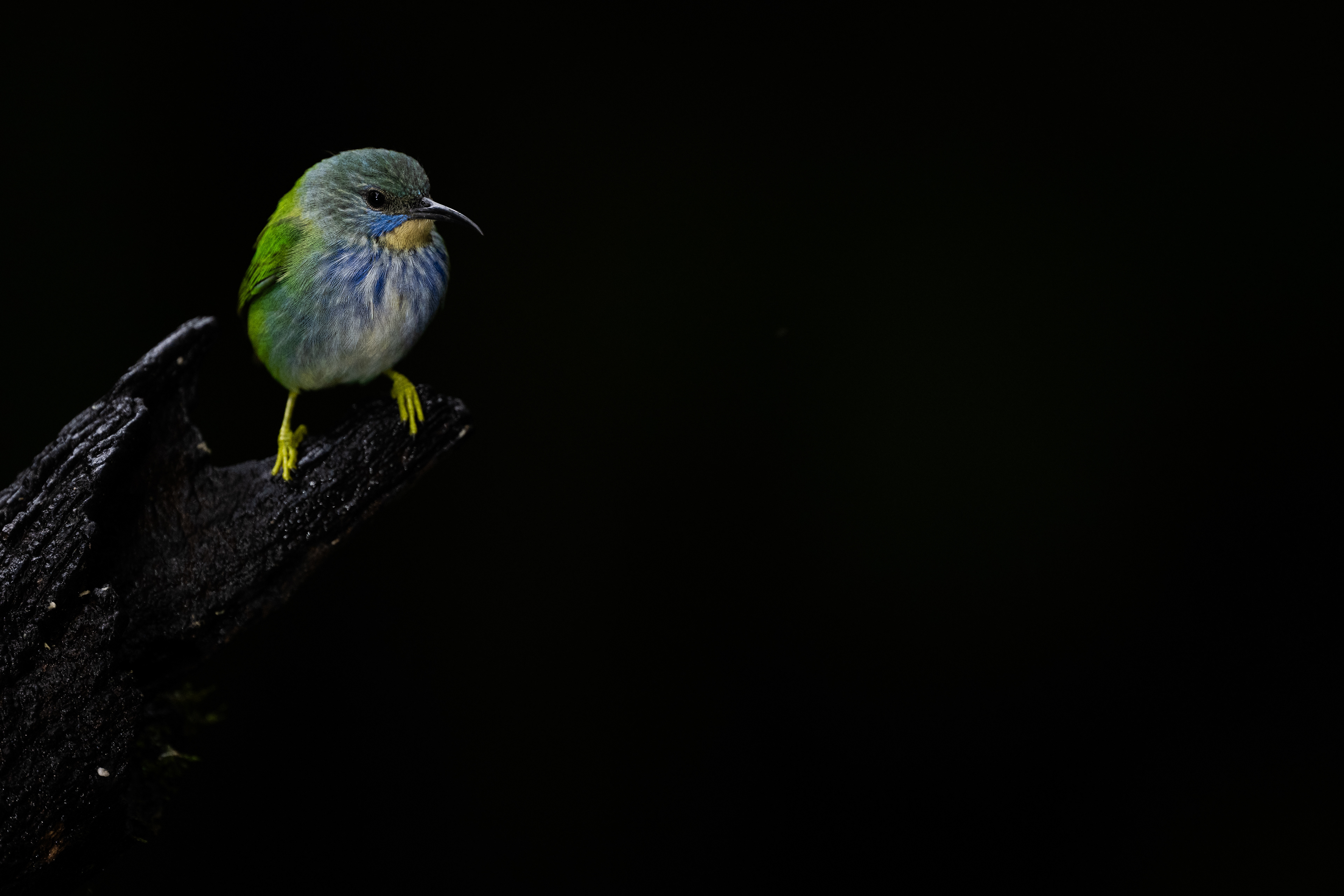 Shining Honeycreeper